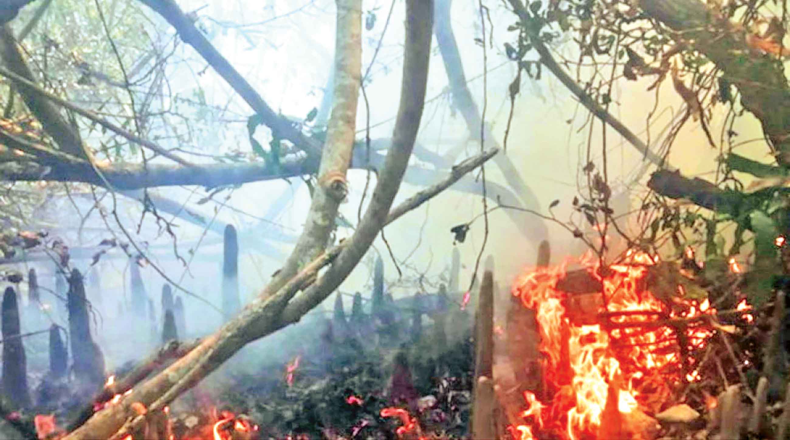 সুন্দরবনের আগুন নিয়ন্ত্রণে কারণ খুঁজতে কমিটি