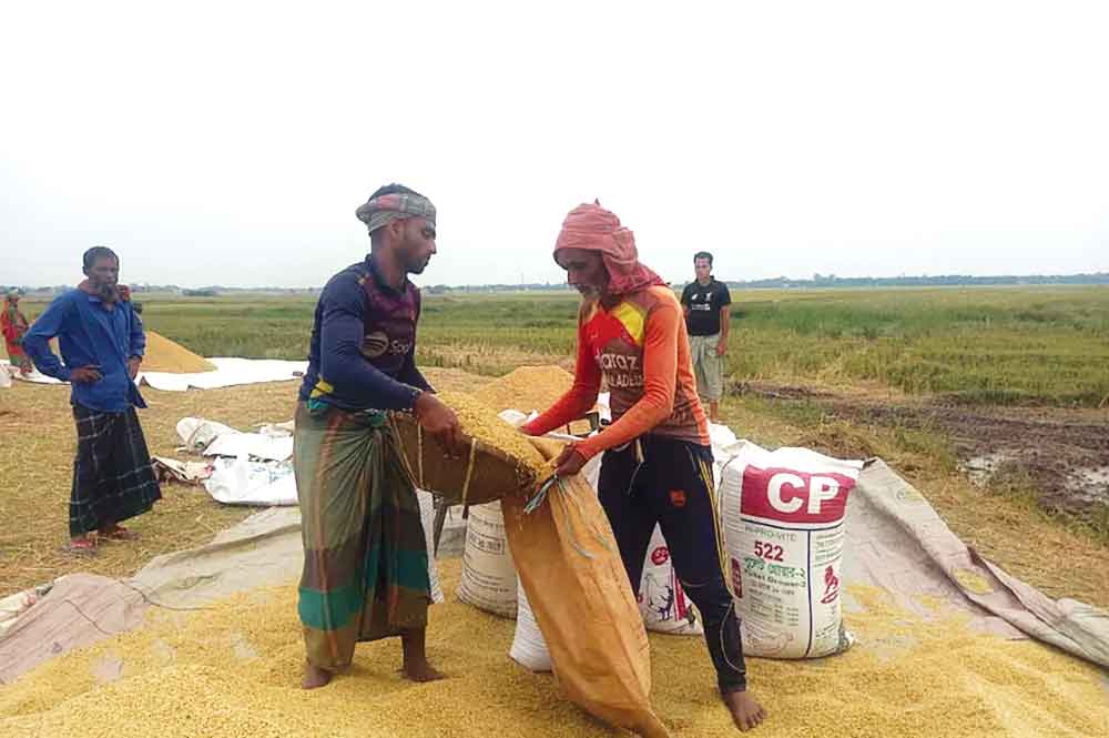 হাওড়ে প্রায় শতভাগ ধান কাটা শেষ