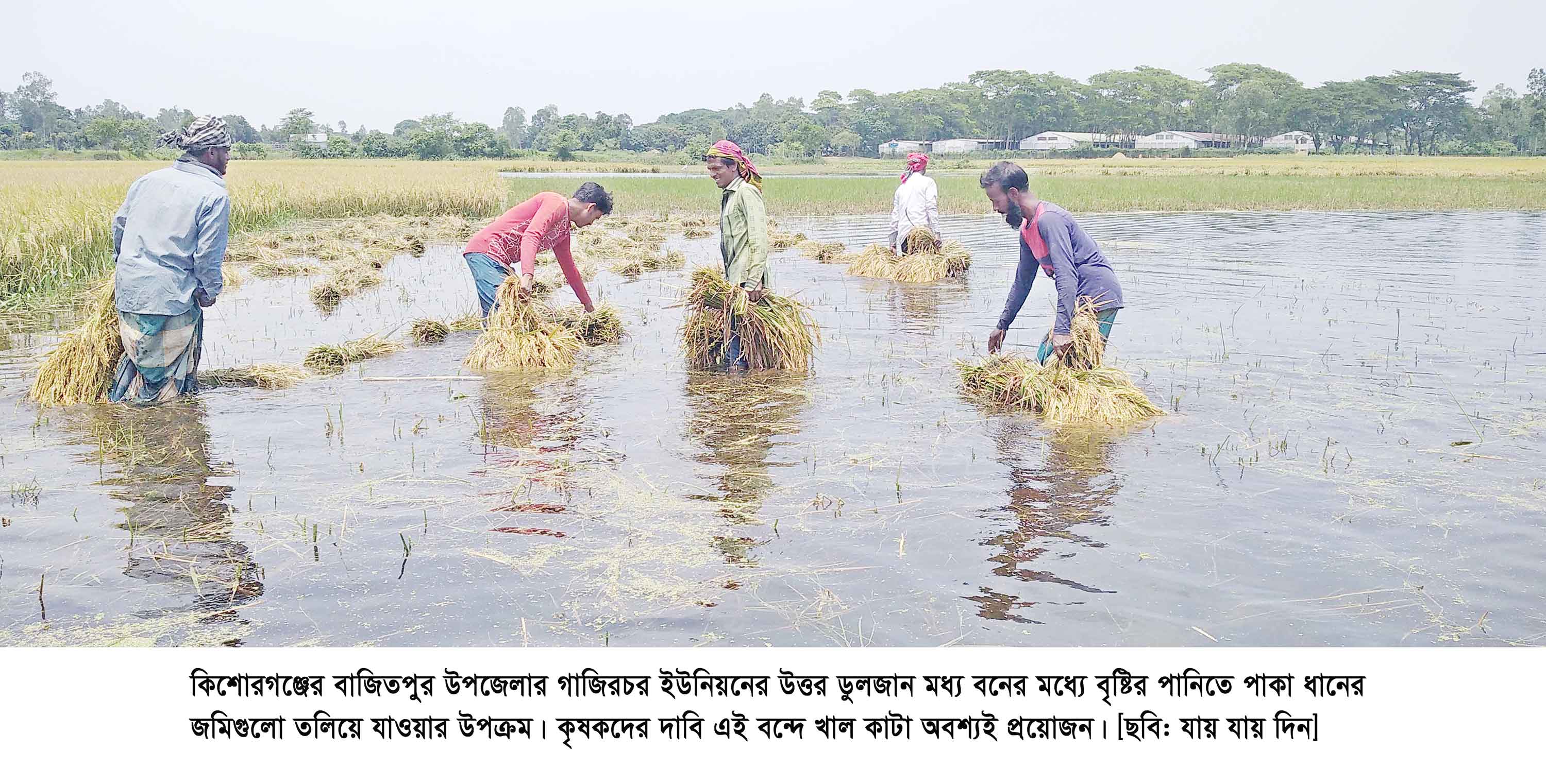 বাজিতপুরে বৃষ্টির পানিতে বোরো ধানের ব্যাপক ক্ষতি