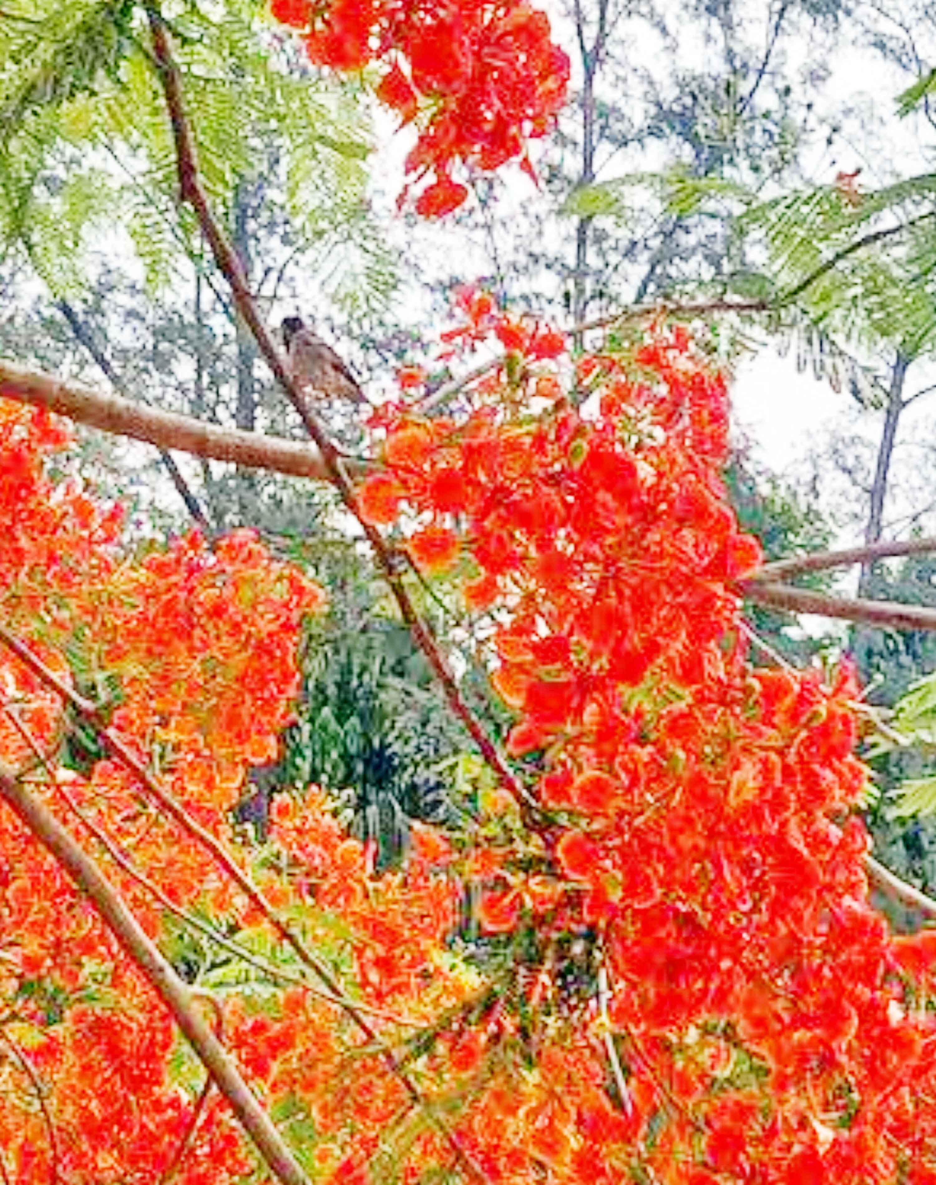 গ্রীষ্মে প্রকৃতিতে মুগ্ধতা ছড়াচ্ছে কৃষ্ণচূড়া