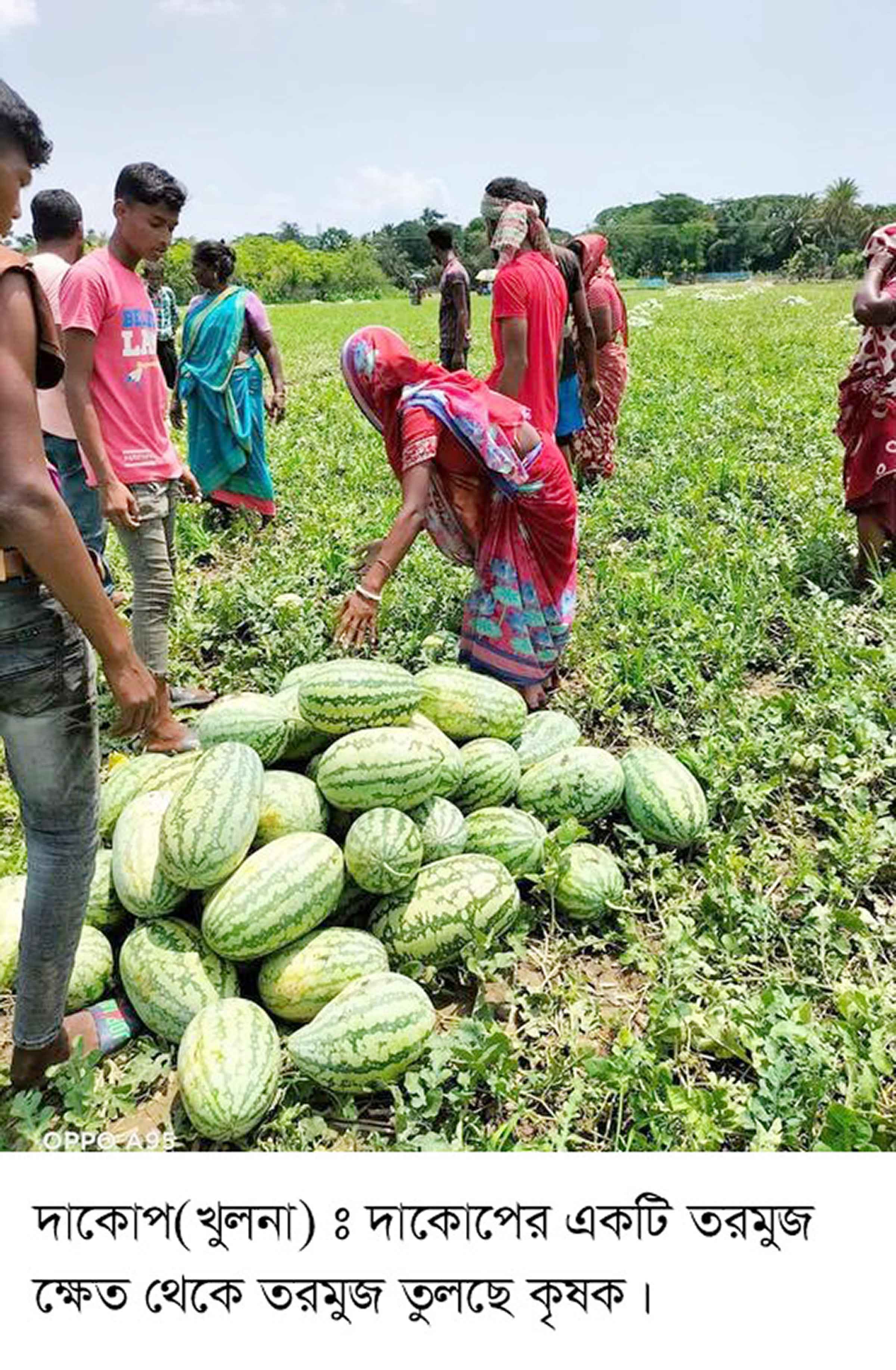 দাকোপে তরমুজের বাম্পার ফলন