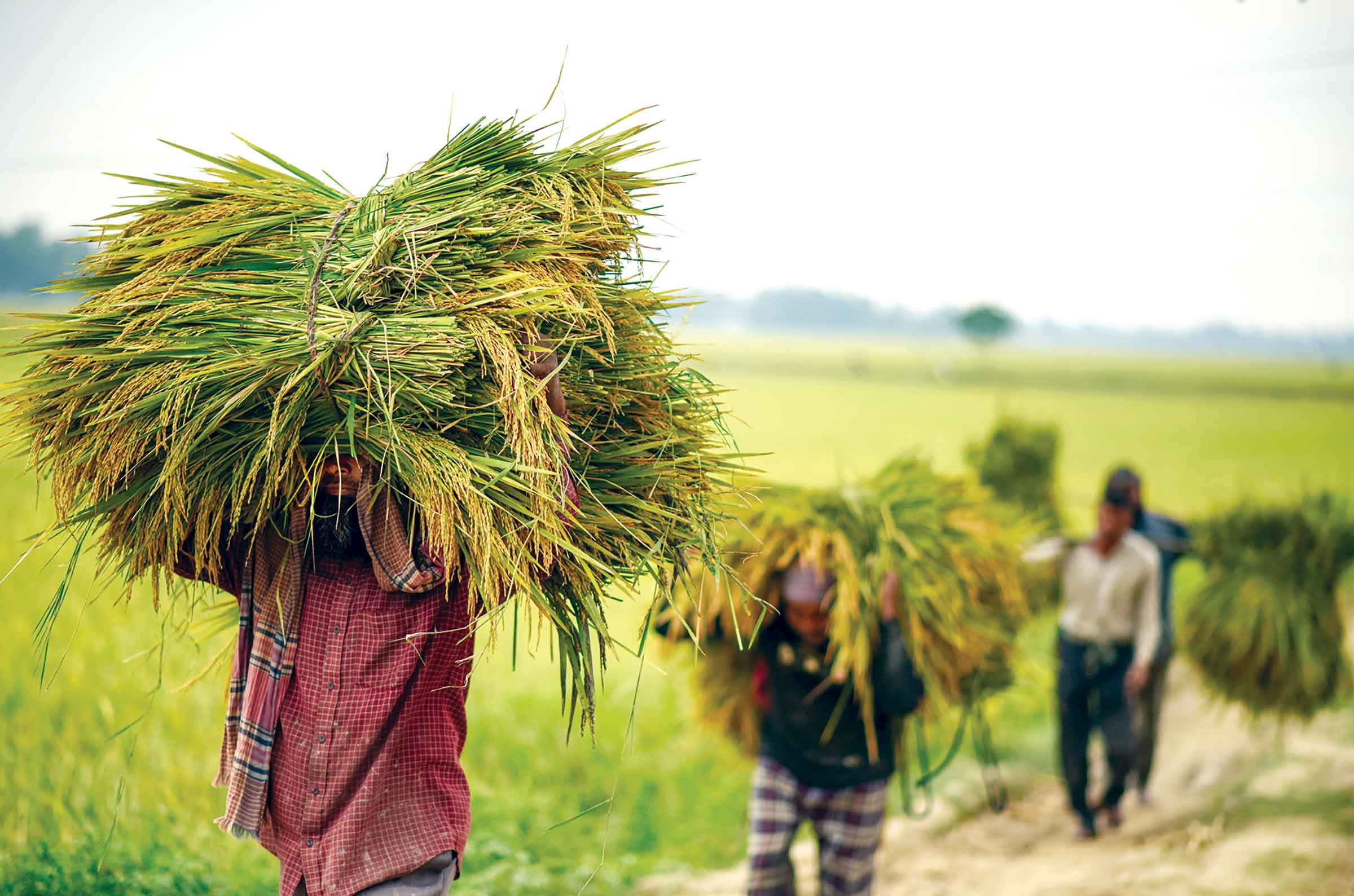 ধানের বাম্পার ফলনেও কৃষকের মুখে হাসি নেই