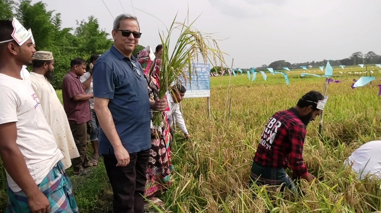 মাদারীপুরে বোরো ধান কর্তন ও মাঠ দিবস অনুষ্ঠিত