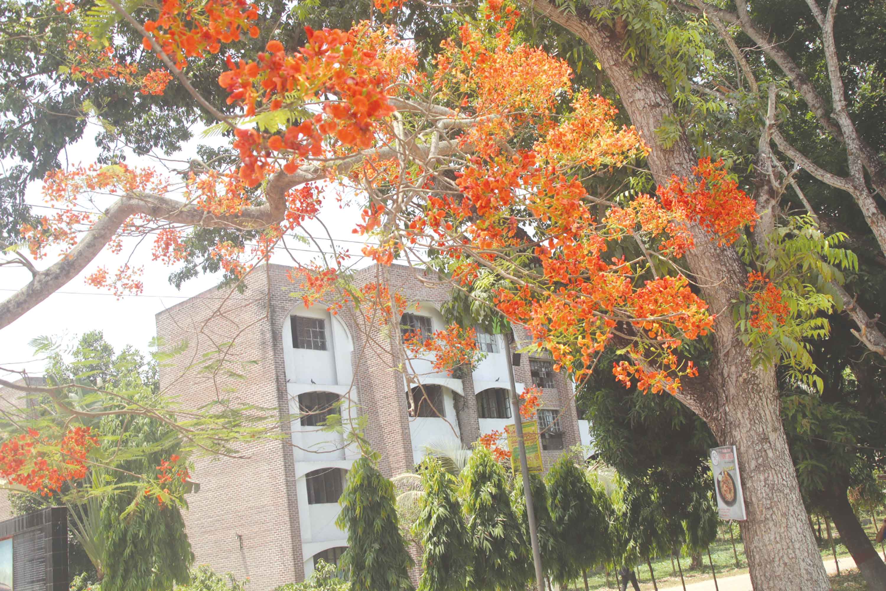 রক্তরাঙা কৃষ্ণচূড়ার আভায় সেজেছে ইবি ক্যাম্পাস...