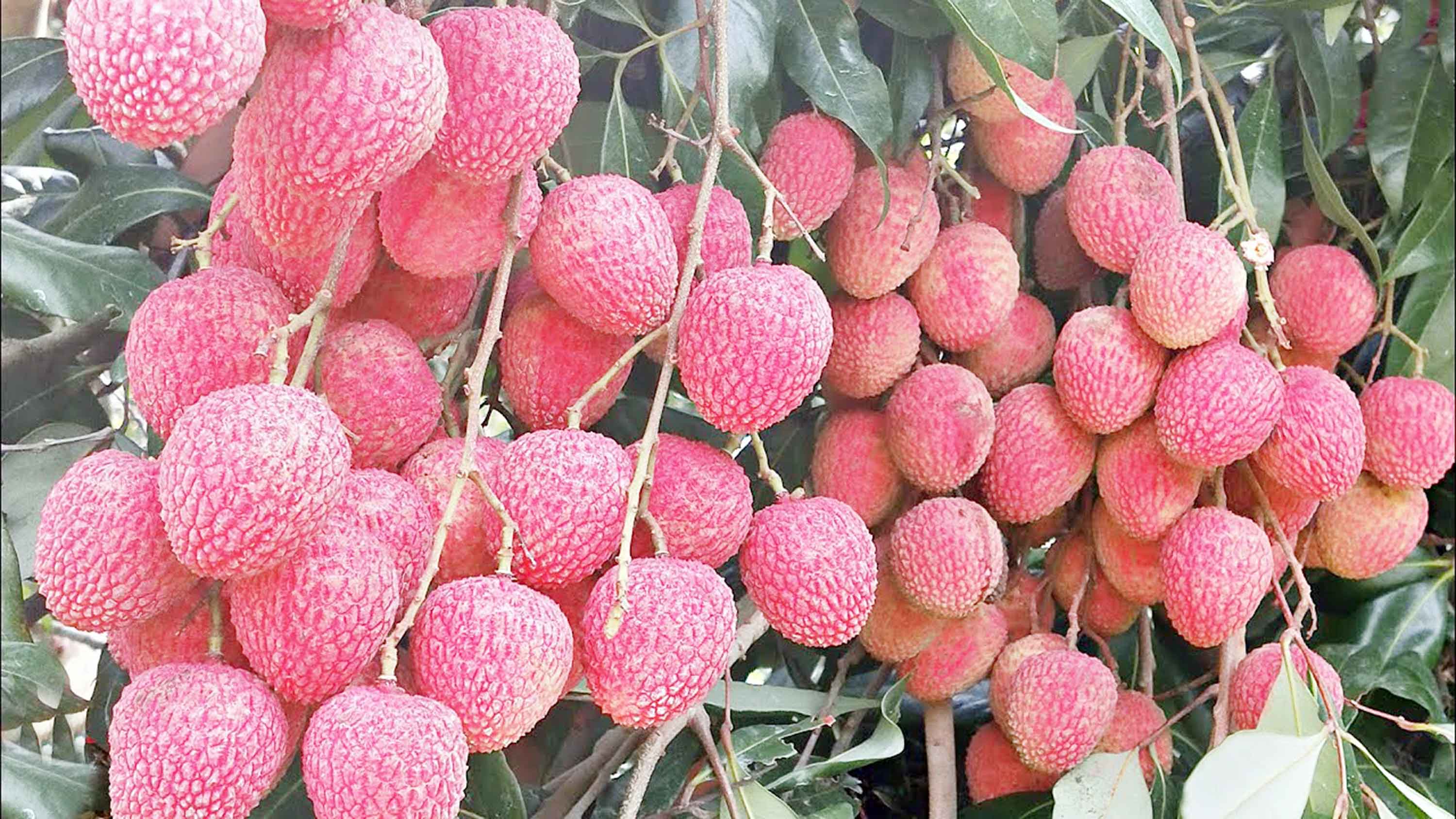 বাজারে এসেছে কালীপুরের রসালো লিচু