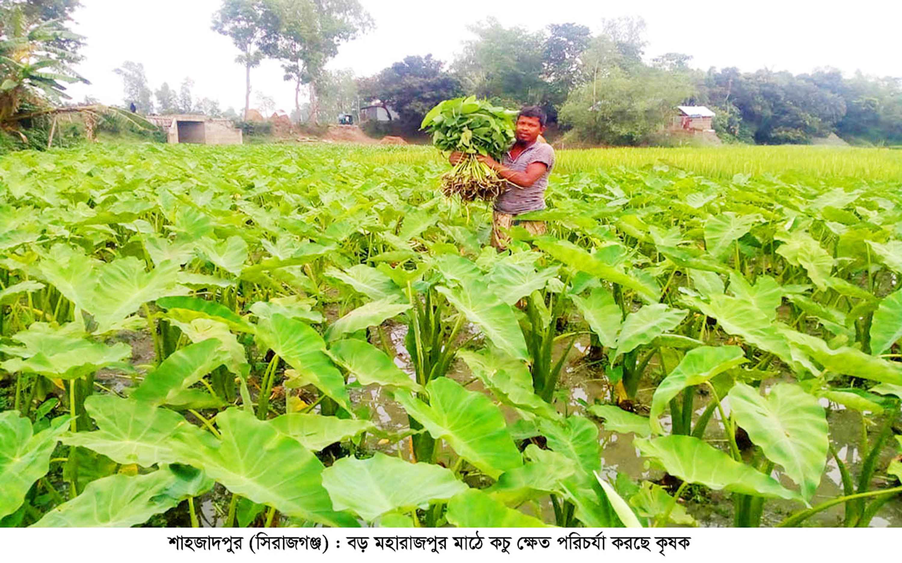 কচু চাষে সাফল্য পাচ্ছে শাহজাদপুরের চাষিরা