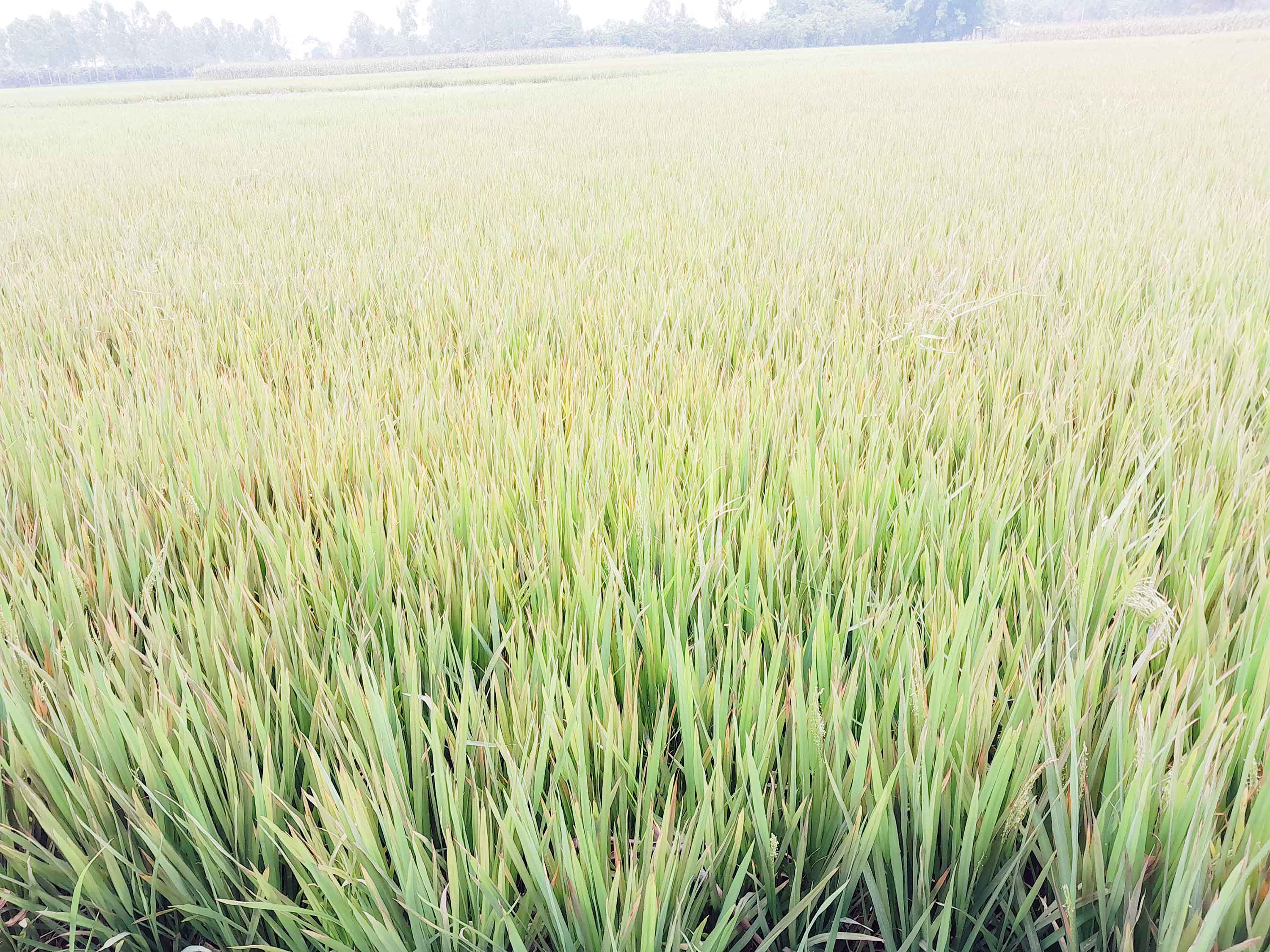 ইটভাটার ধোঁয়ায় ঝলসে গেছে ৬০ একর ধানক্ষেত