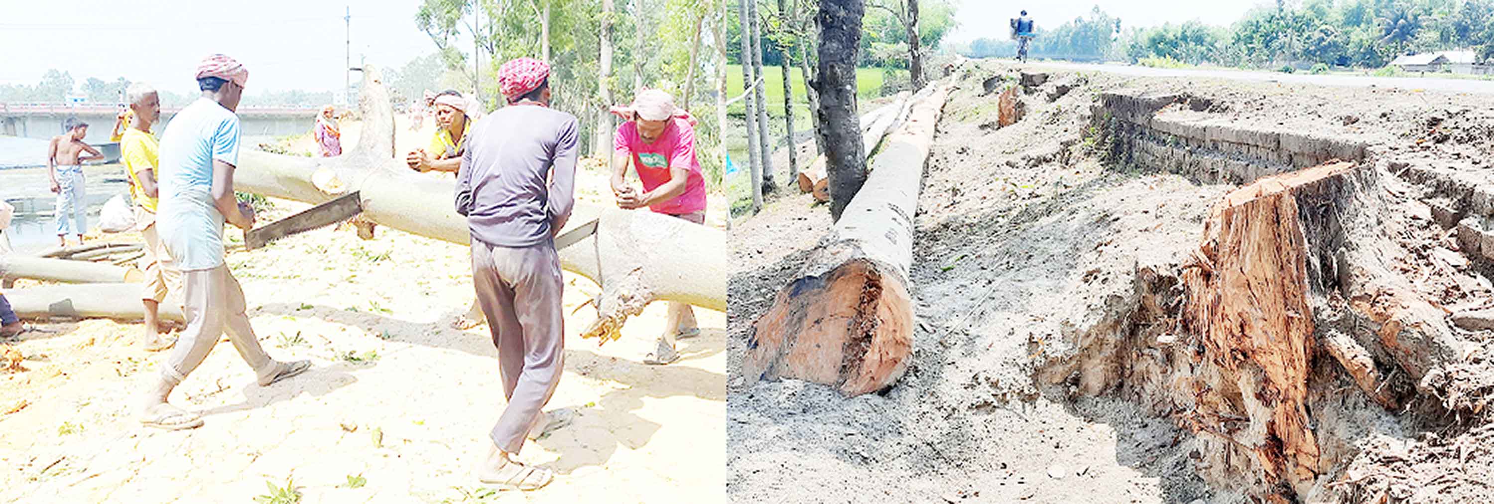 নীলফামারীতে উন্নয়নের নামে কাটা হচ্ছে ৪ লাখ গাছ!