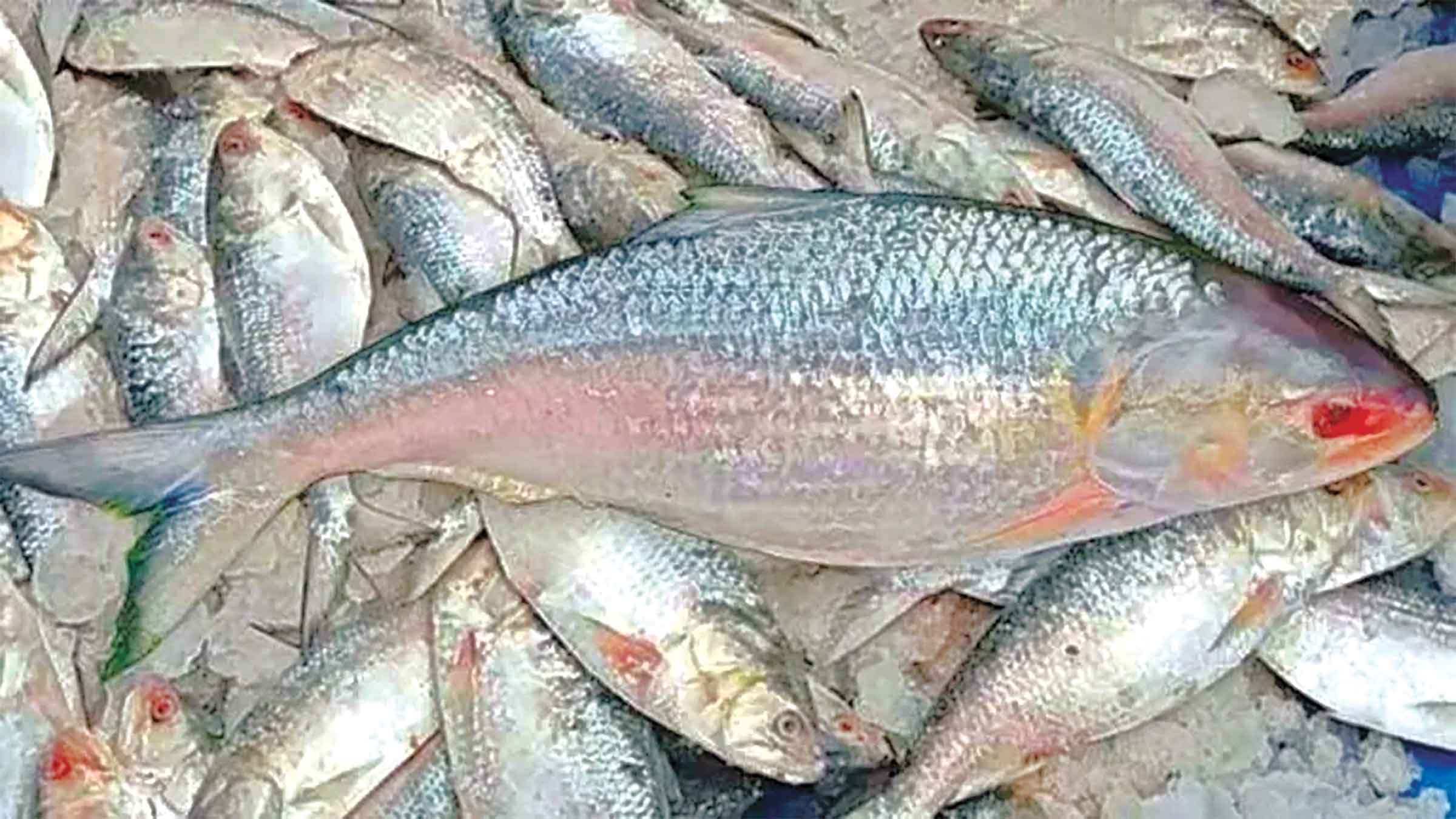 চাঁদপুরের হরিণা ফেরিঘাটে ইলিশের মণ লাখ টাকা
