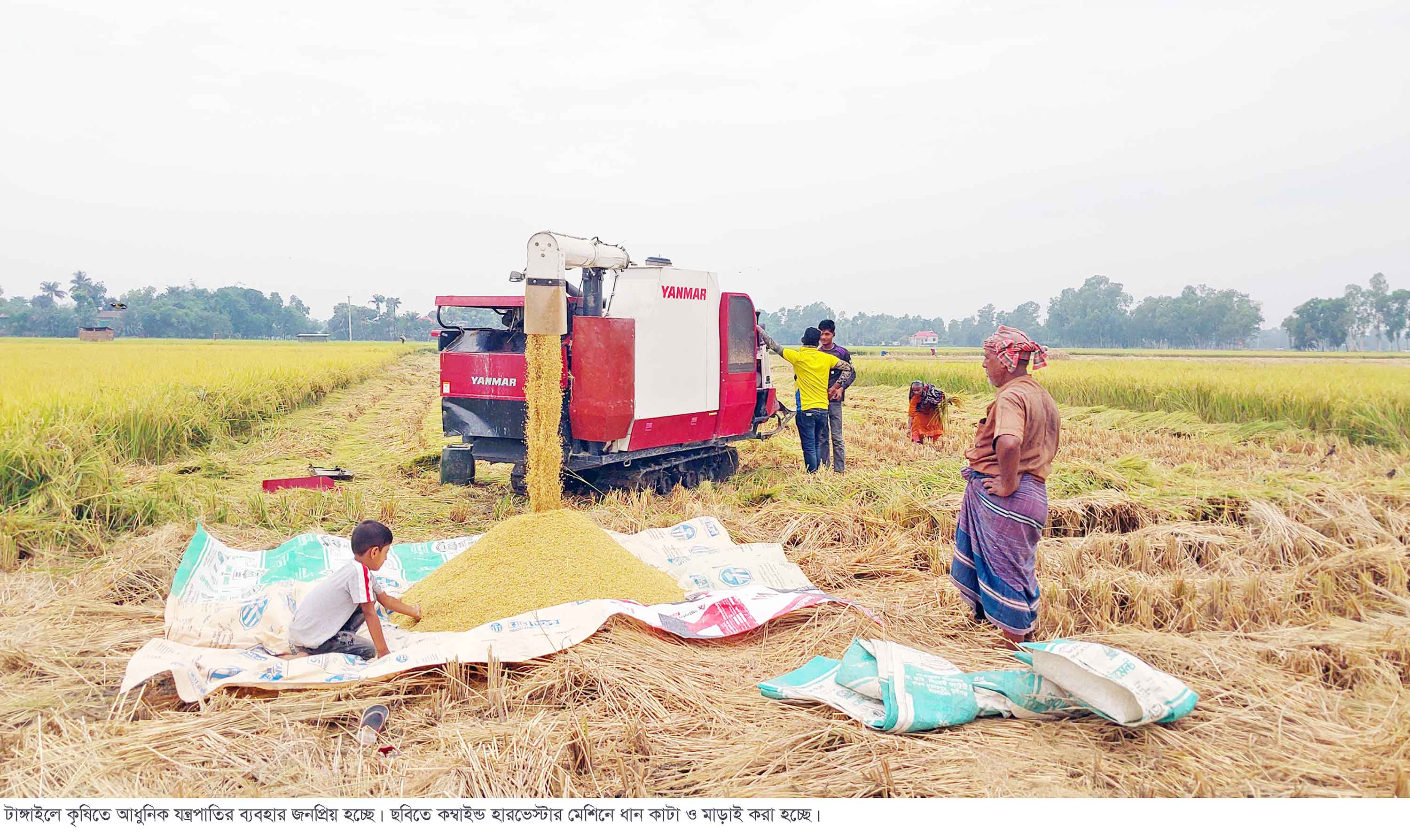 টাঙ্গাইলে কম্বাইন্ড হারভেস্টার মেশিনের জনপ্রিয়তা বাড়ছে