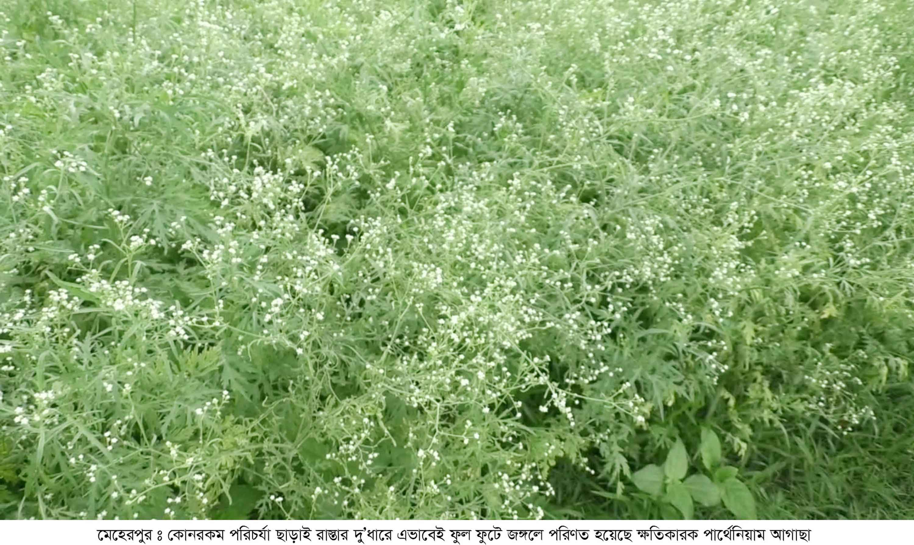বিষাক্ত আগাছা 'পার্থেনিয়াম' ভরে গেছে মেহেরপুরের রাস্তাঘাট
