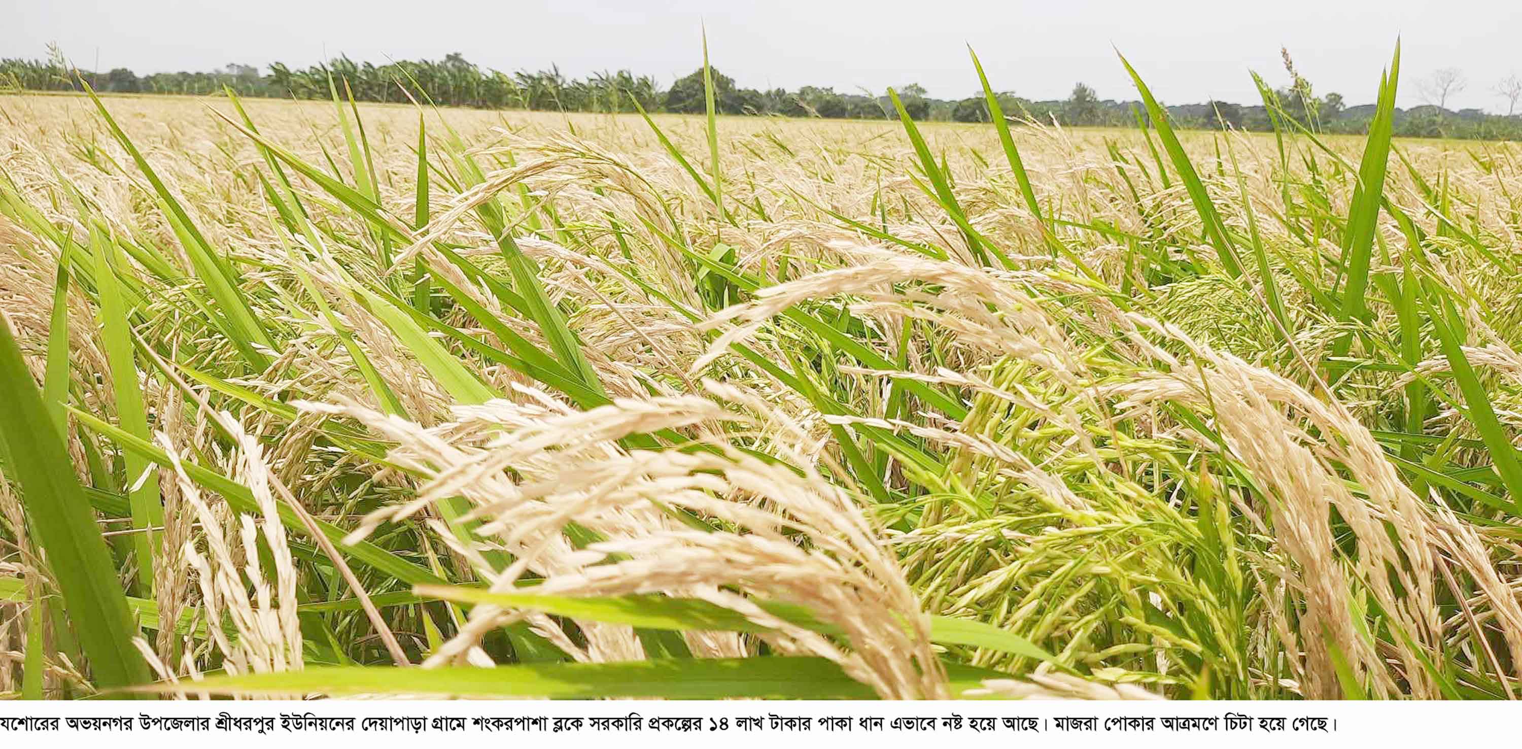 এক মণ ধানের মূল্যে মিলছে না এক কেজি গরুর মাংস