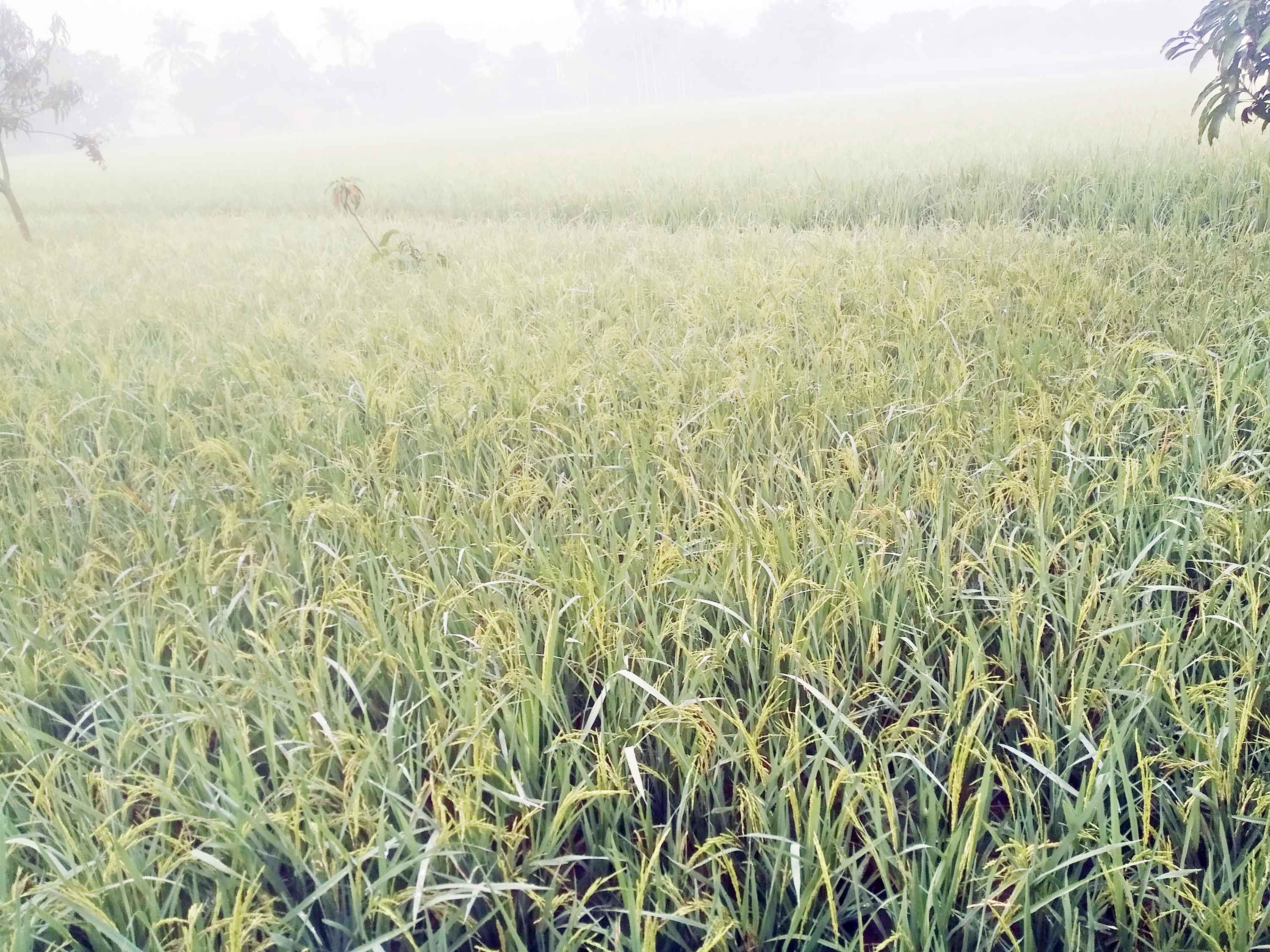 কাঁচা ধান নিয়ে শঙ্কায় পাবনার চাষিরা