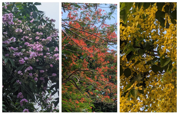 সোনালু, কৃষ্ণচূড়া ও জারুল ফুল প্রকৃতিকে সাজিয়েছে ভিন্ন সাজে