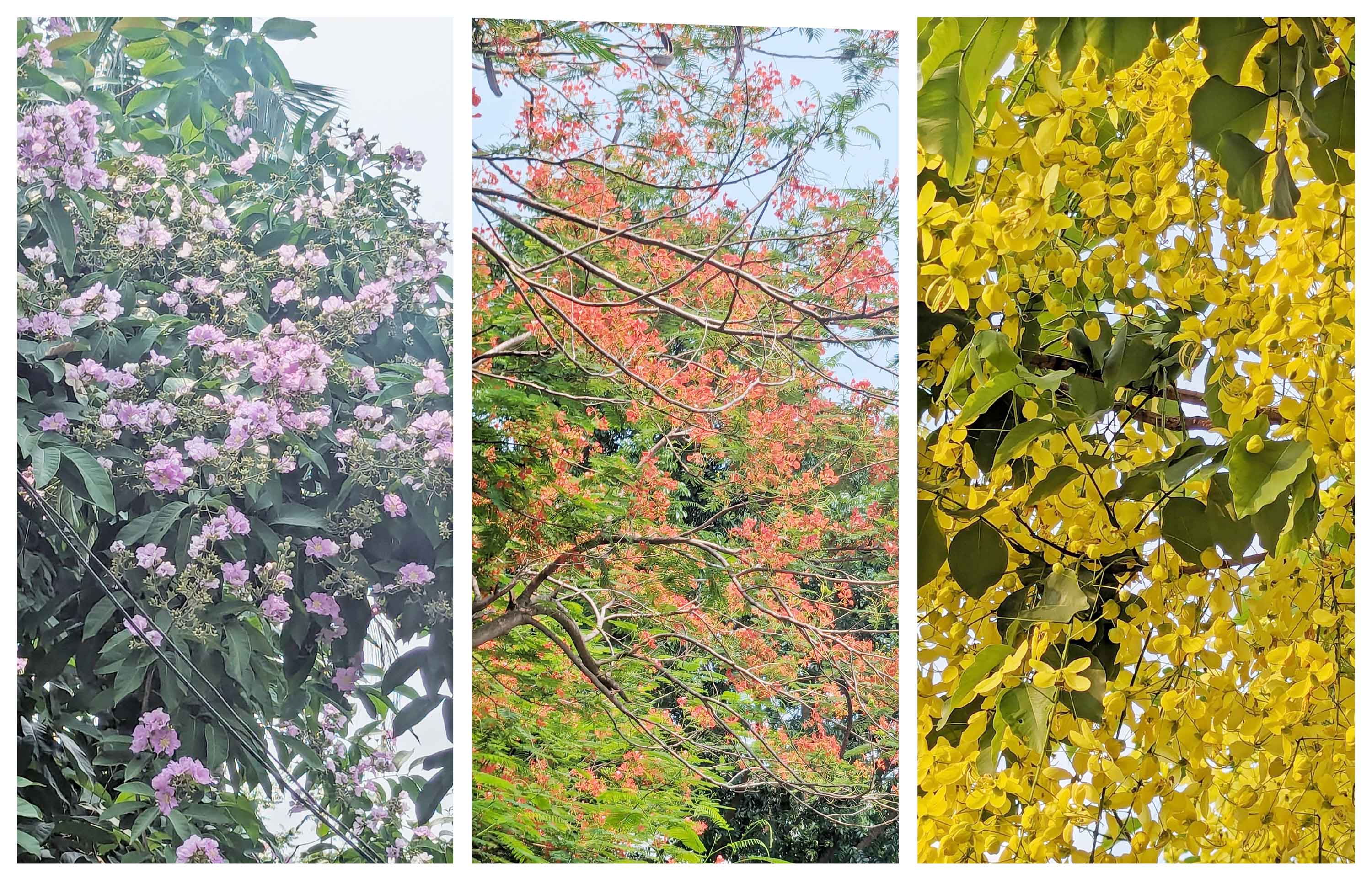 সোনালু, কৃষ্ণচূড়া ও জারুল ফুল প্রকৃতিকে সাজিয়েছে ভিন্ন সাজে