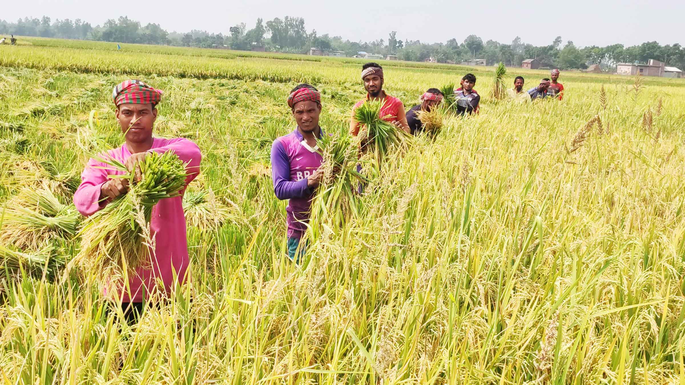 চিরিরবন্দরে বোরো ধানের ভালো ফলনেও অস্বস্তিতে কৃষক