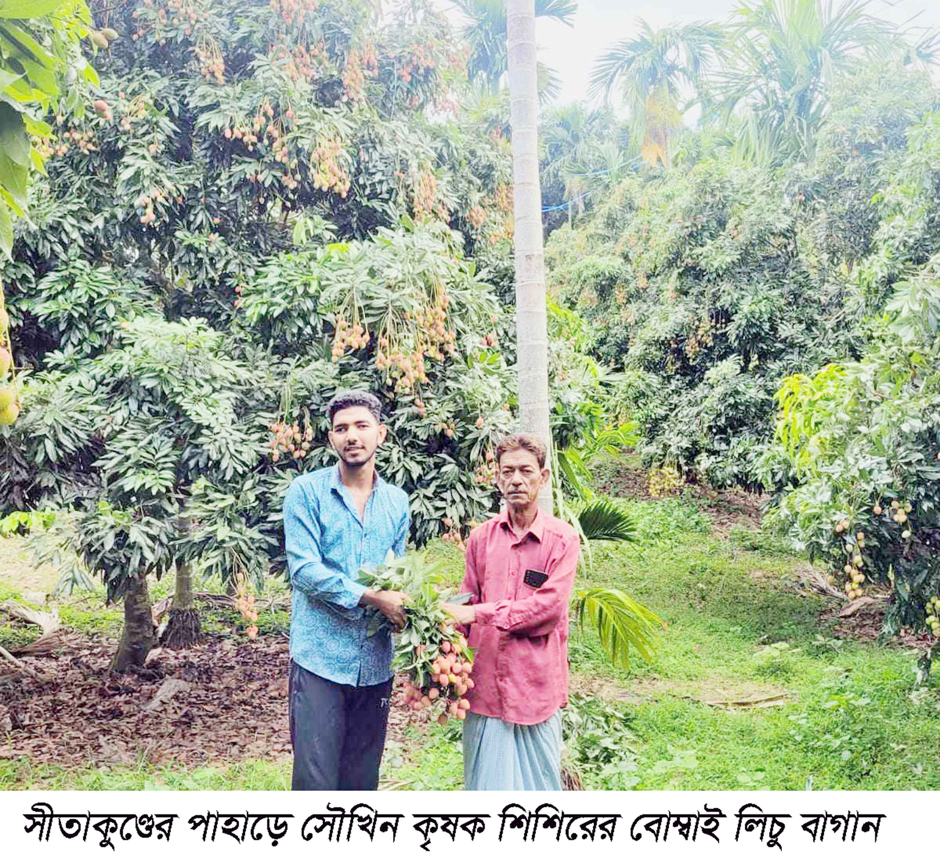 দেশের গন্ডি পেরিয়ে ইউরোপে যাচ্ছে সীতাকুন্ডের 'বোম্বাই লিচু'