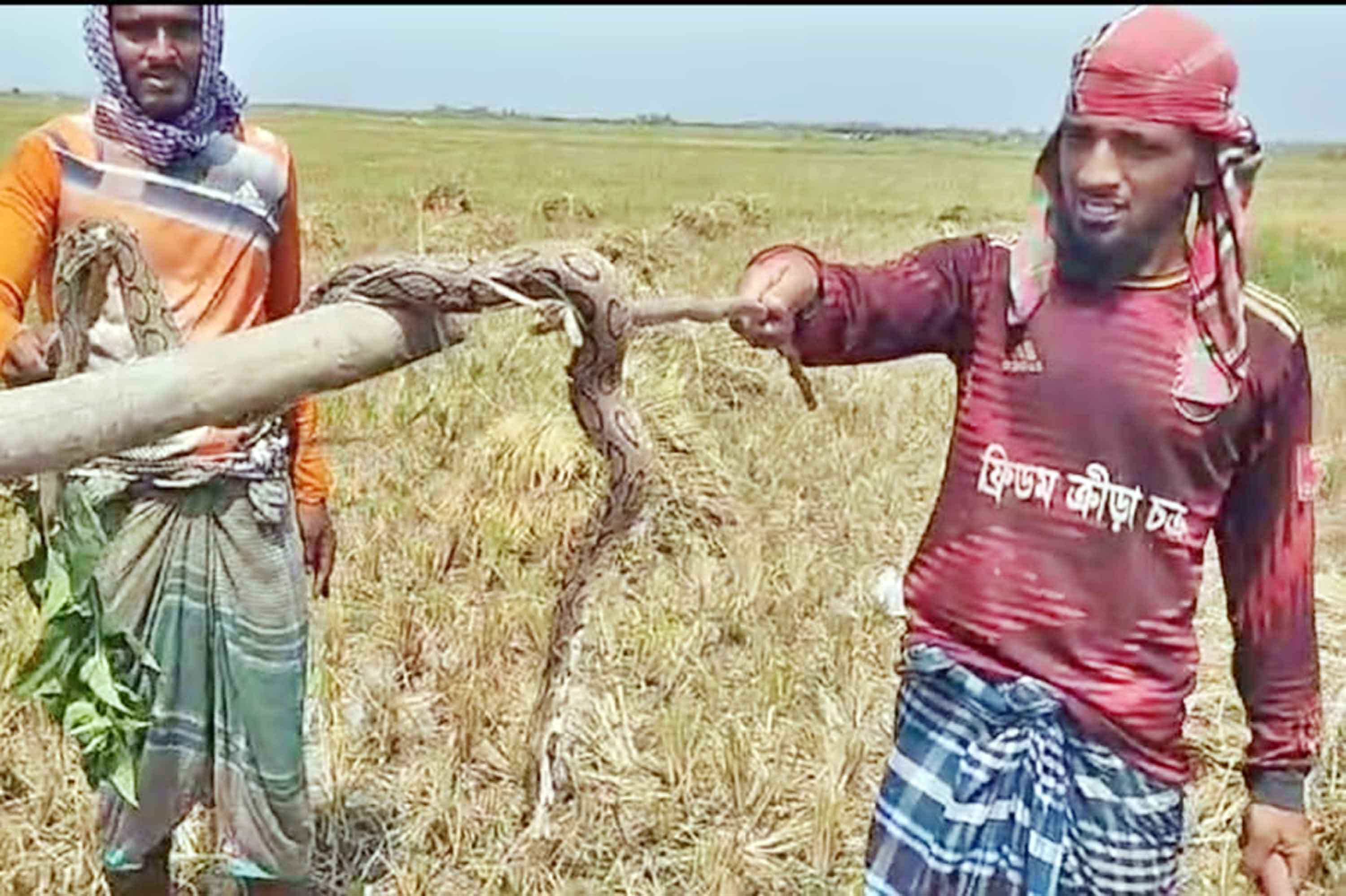 চাঁদপুরে চরাঞ্চলে 'রাসেল ভাইপার' আতঙ্ক
