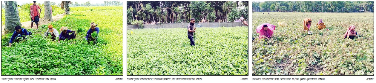 পাহাড় ও পরিত্যক্ত জমিতে ফসল উৎপাদন করে লাভবান কৃষক