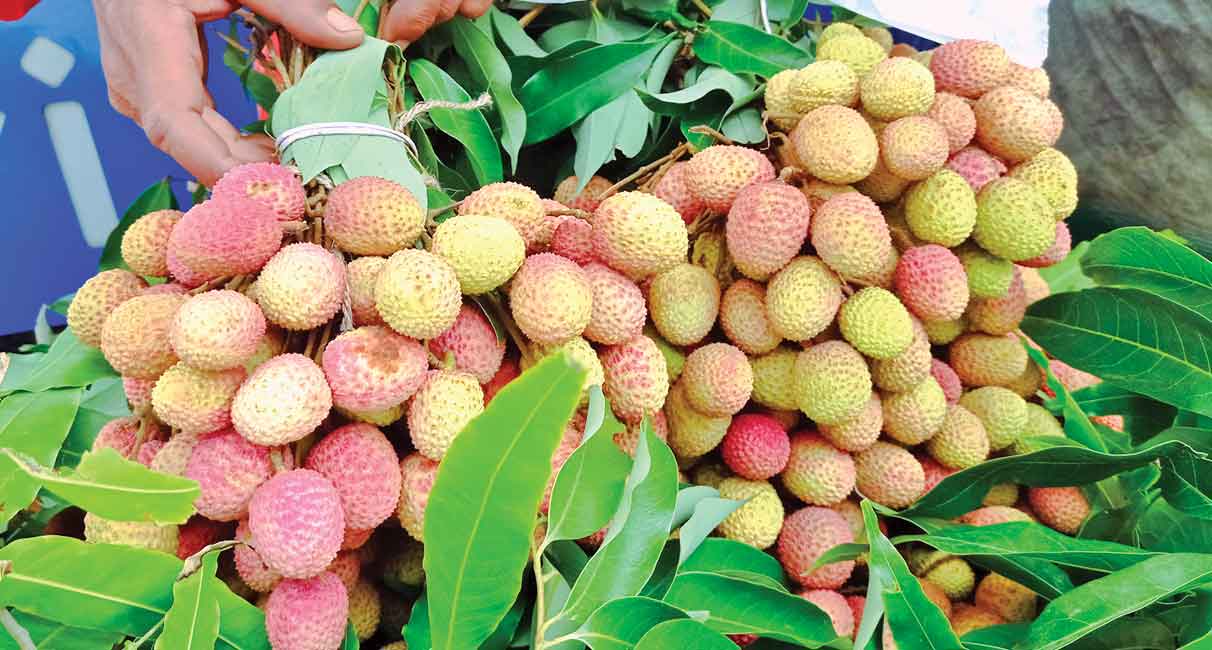 এবার ফলন 'কম', লিচু চাষিদের মলিন মুখ