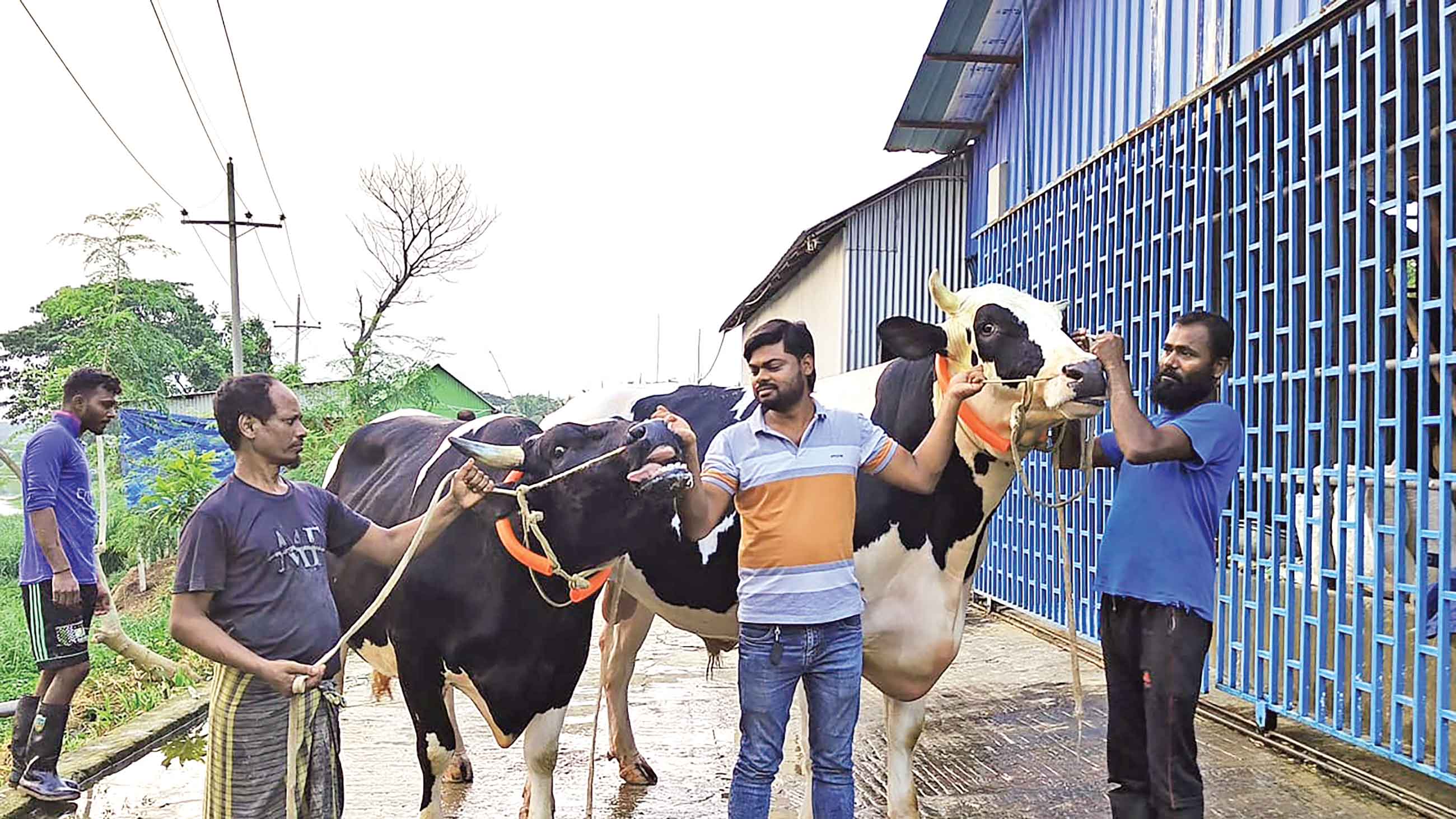 খামারে কোরবানির গরু বিক্রি শুরু
