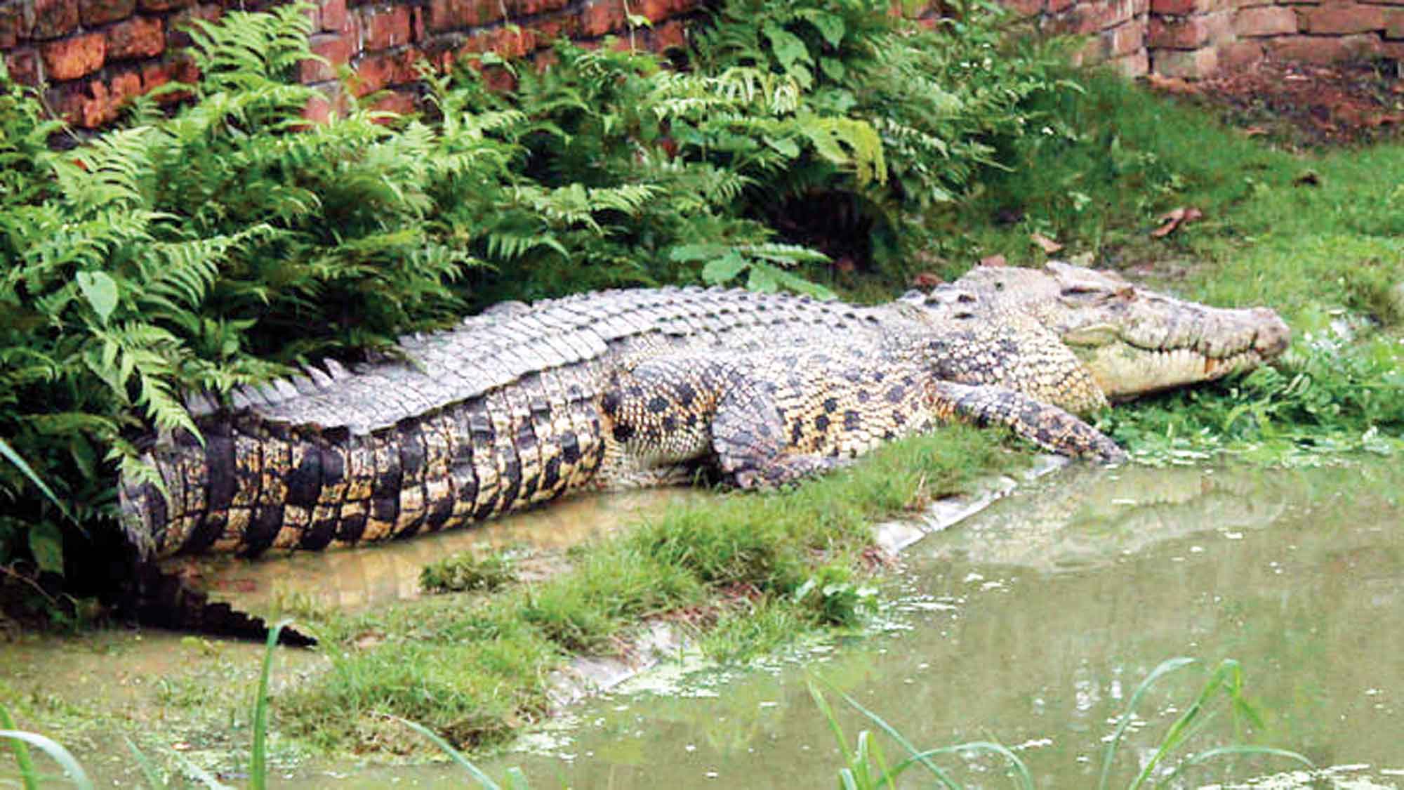 সম্ভাবনাময় কুমির চাষে বাড়বে বৈদেশিক আয়
