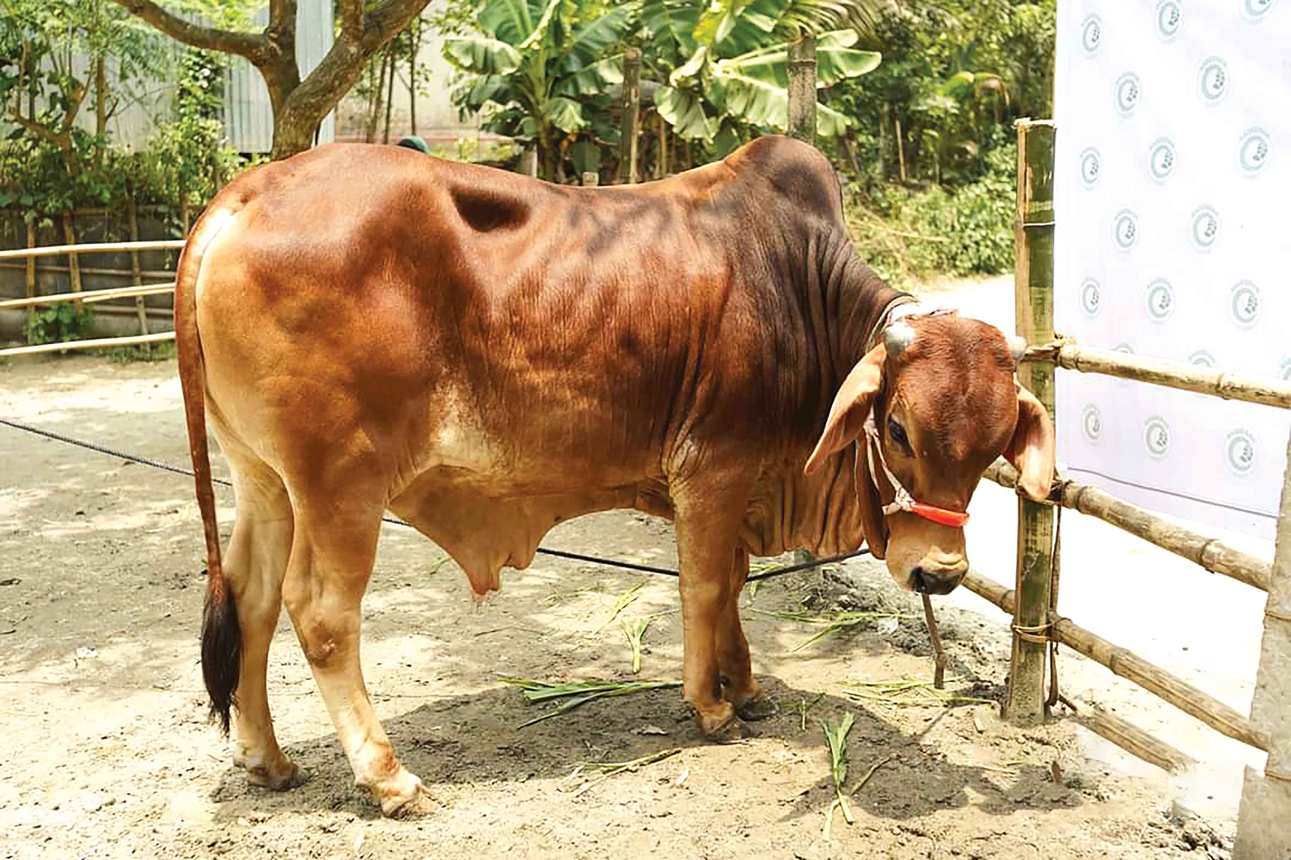 অনলাইনে গরু খোঁজা শুরু, চড়া দাম