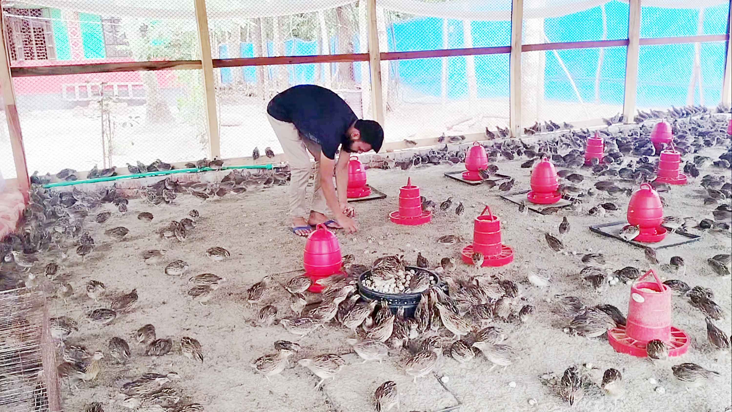 পটুয়াখালীতে কোয়েল পাখি পালনে যুবকের বাজিমাত