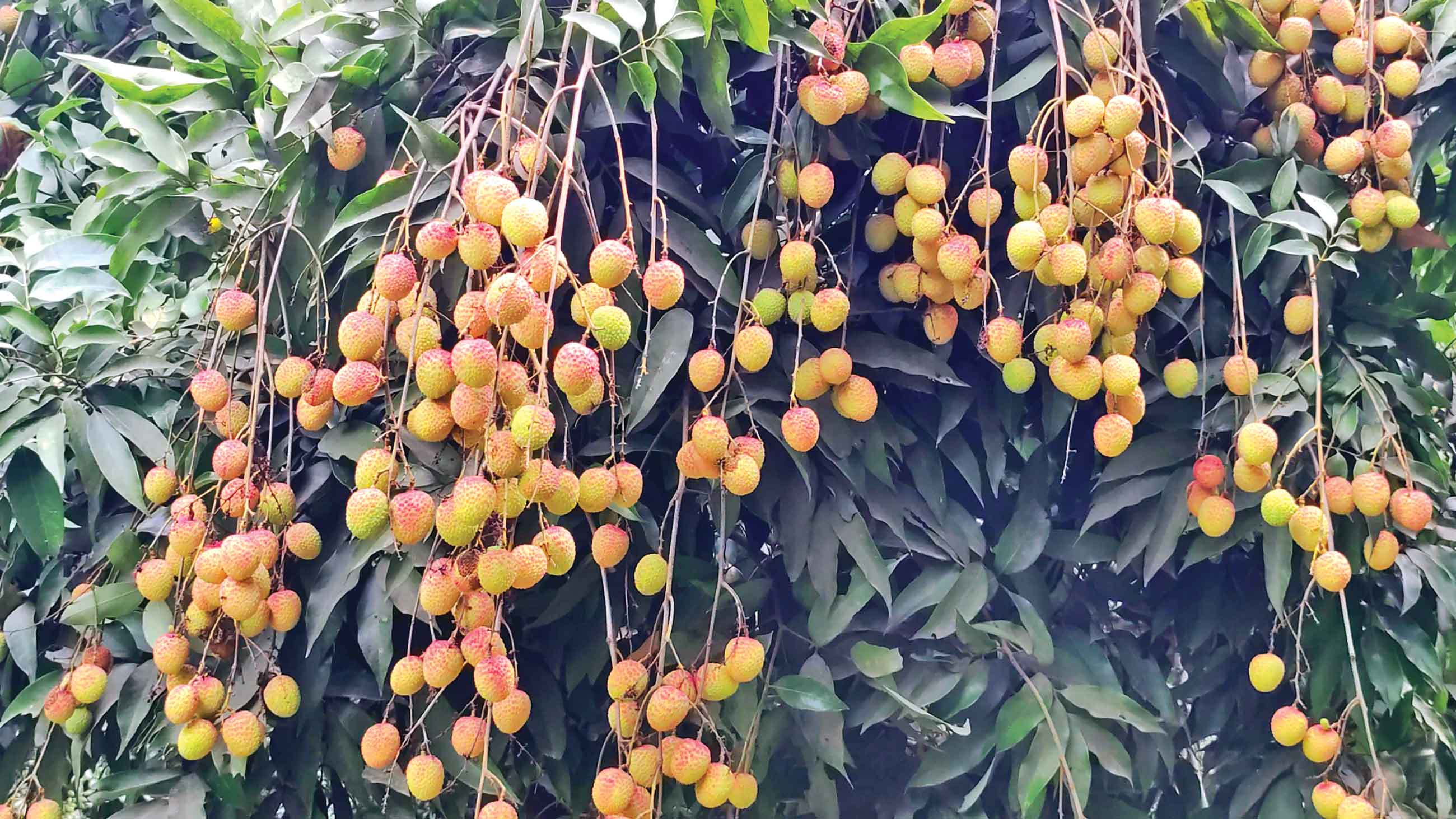 দিনাজপুরের লিচু বাজারে মিলবে আগামী সপ্তাহে
