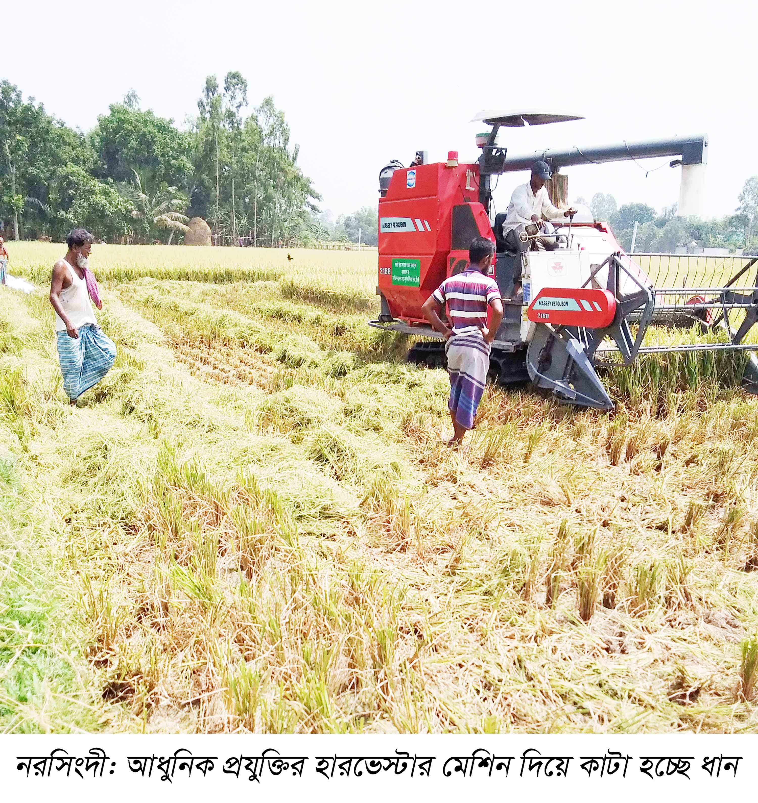 নরসিংদীতে সবজির ক্ষতি কৃষক পুষিয়েছে ধানে