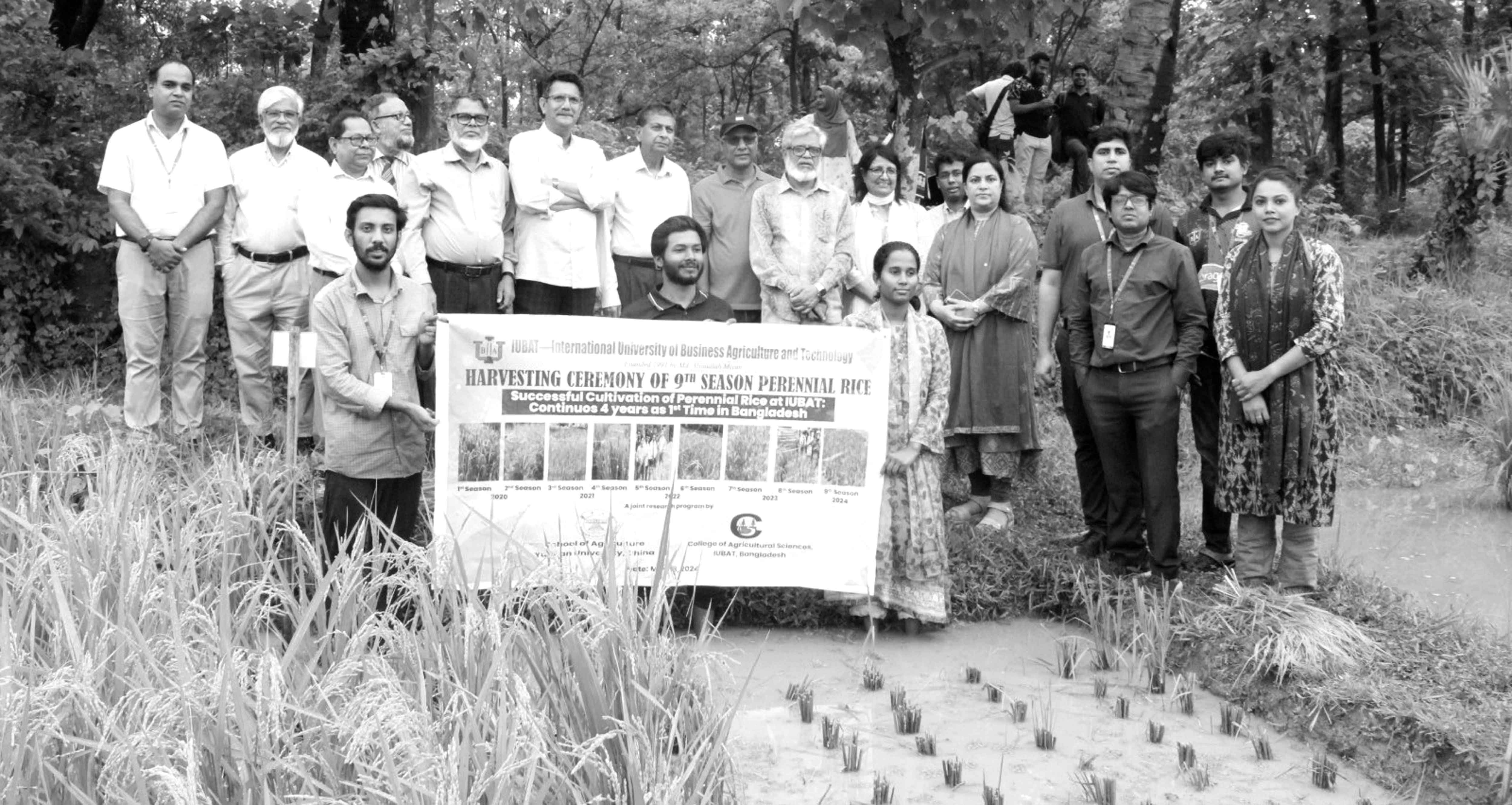 একবার ধান রোপণ করলে ফসল হবে টানা ৫ বছর