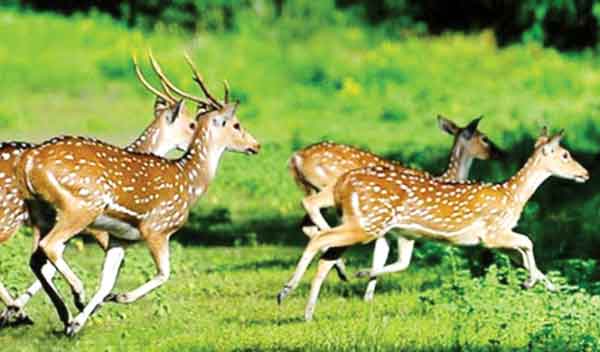 অপরিকল্পিত নগরায়ণে ধ্বংস হচ্ছে জীববৈচিত্র্য