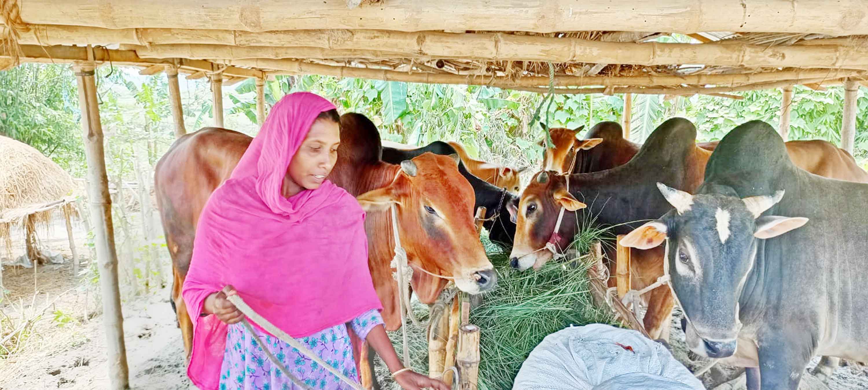কোরবানির পশু প্রস্তুত ও পরিচর্যায় ব্যস্ত খামারিরা