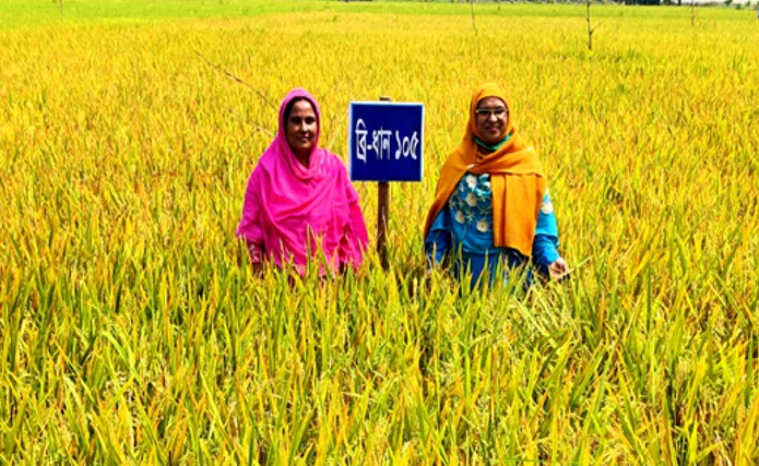 টাঙ্গাইলে ‘ডায়াবেটিক ধান’ চাষে সফল কৃষক