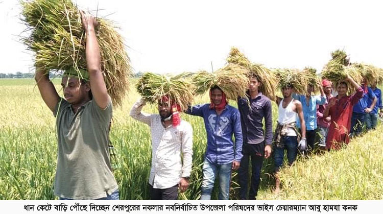 নির্বাচিত হয়েই ধান কাঁটলেন ভাইস চেয়ারম্যান কনক