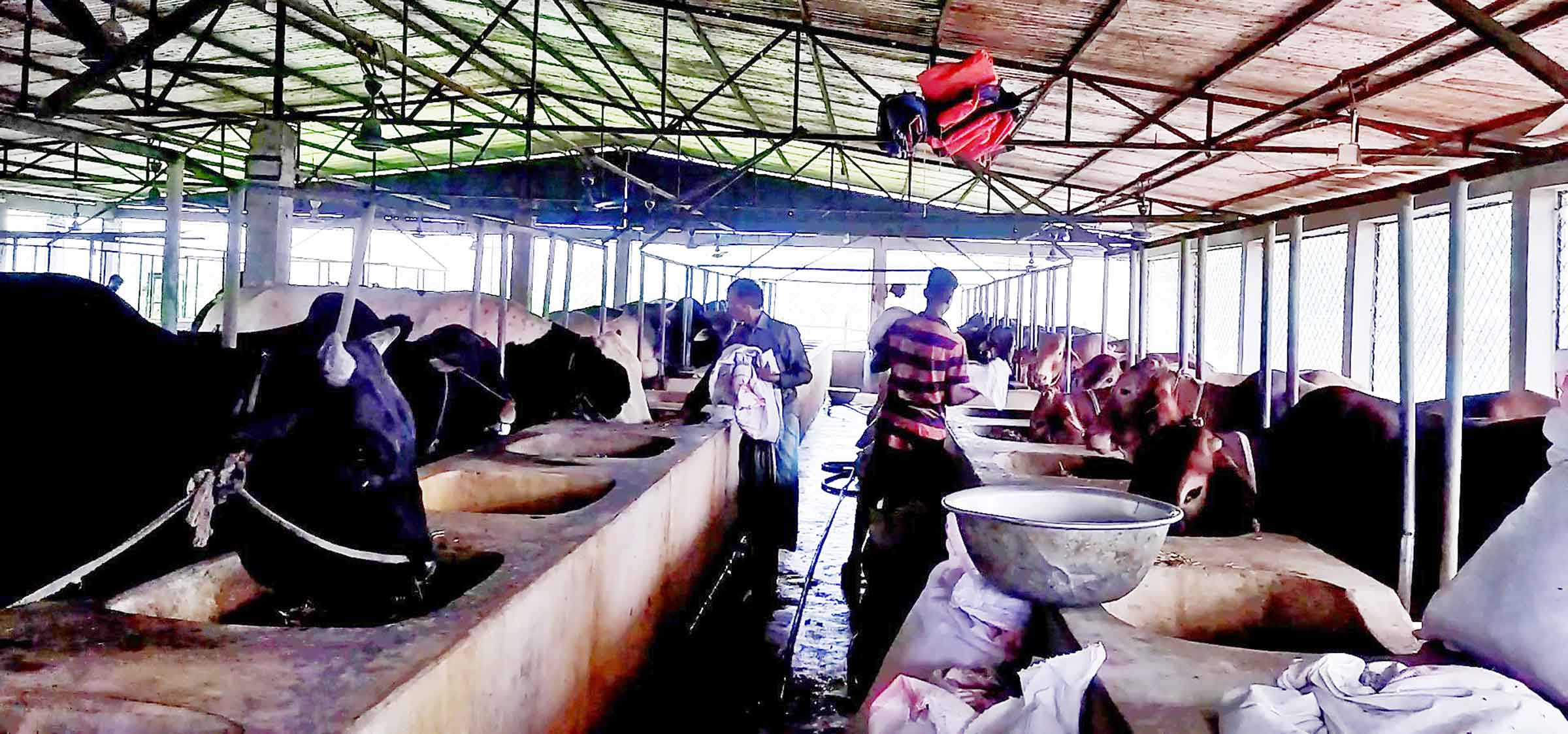 পটুয়াখালীতে কোরবানির জন্য প্রস্তুত মরুর প্রাণী 'দুম্বা'
