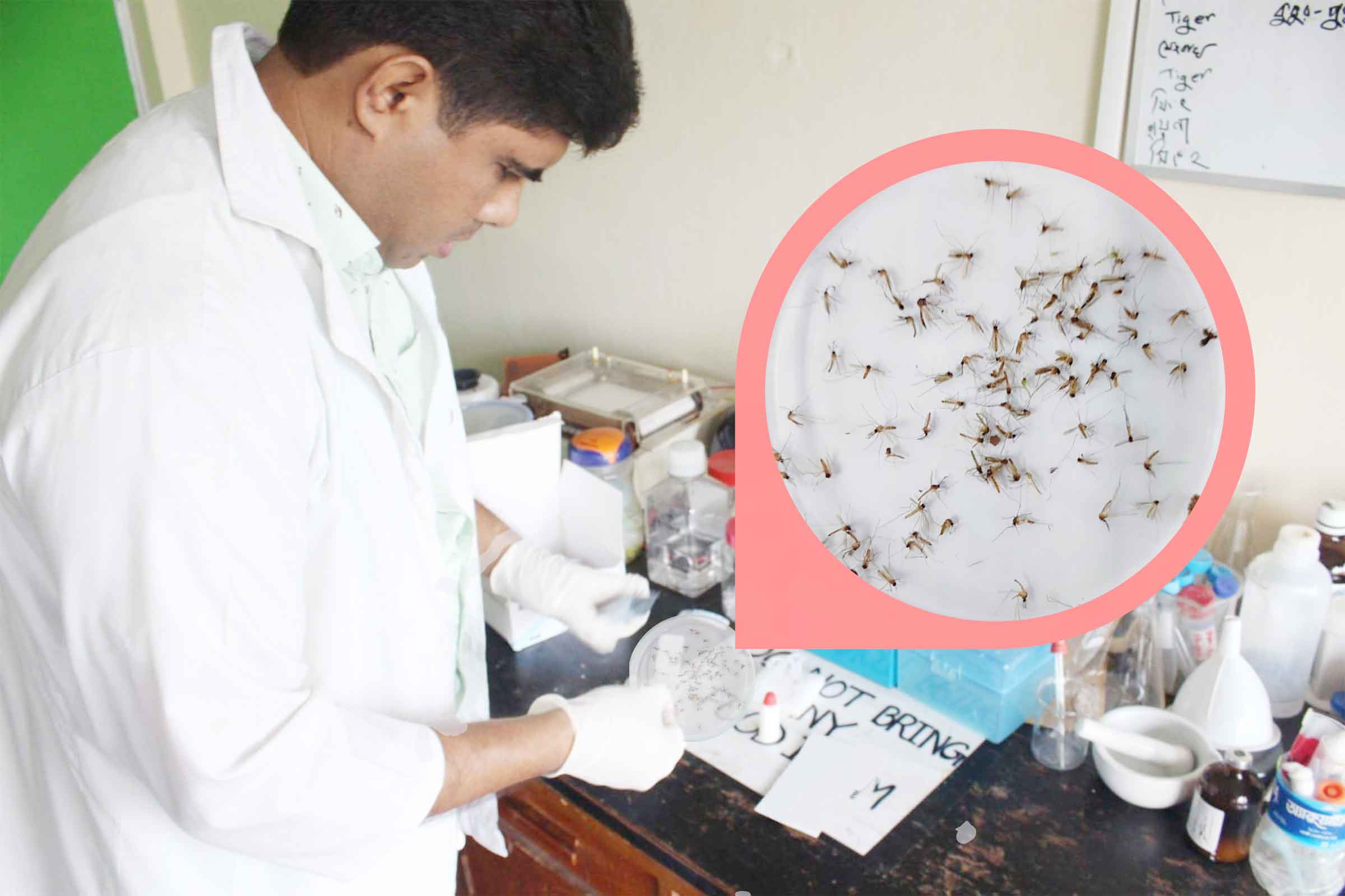 মানুষের নয়, মশার দেহে ডেঙ্গুর উপস্থিতি পর্যবেক্ষণ বাকৃবি গবেষকের