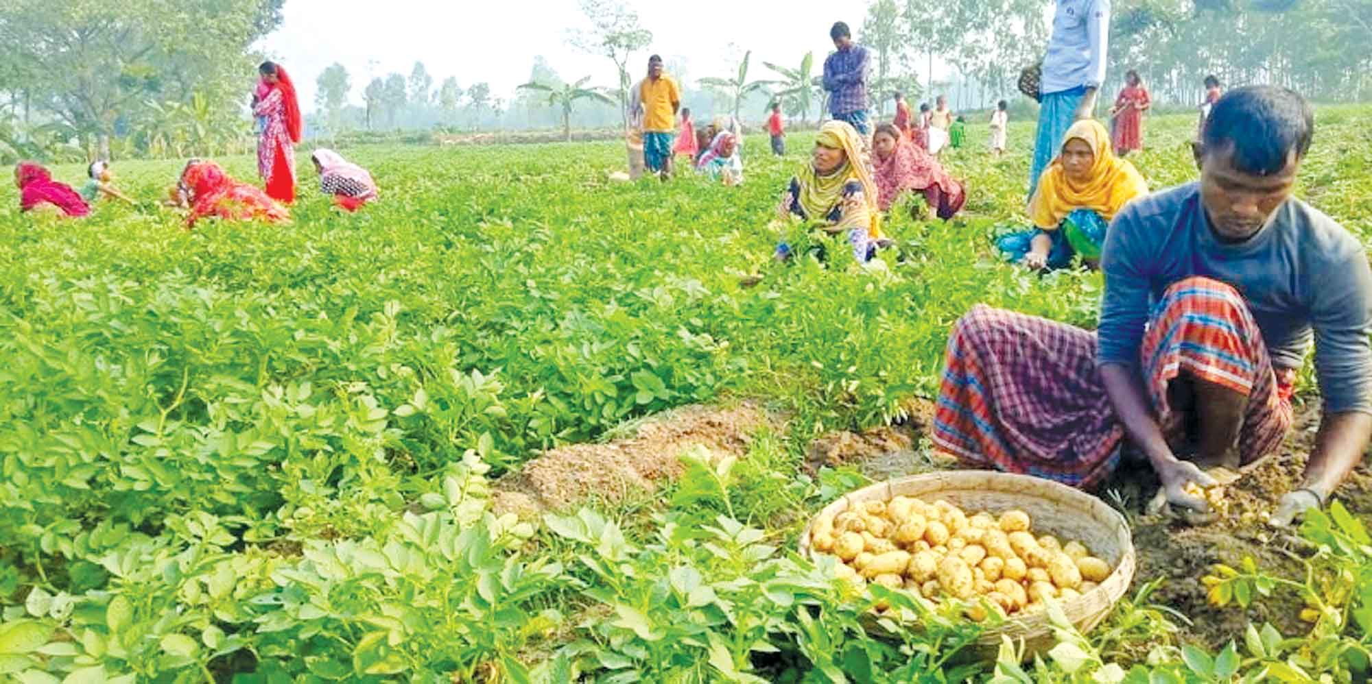 ভাতের পর দ্বিতীয় প্রধান খাদ্যশক্তির উৎস আলু