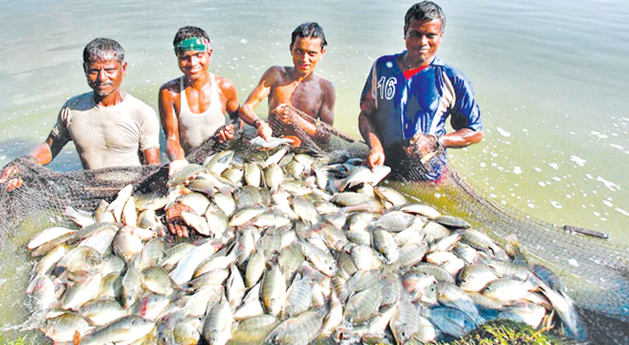 গ্রামীণ জনগোষ্ঠীর কর্মসংস্থান সৃষ্টি করছে মৎস্য খাত