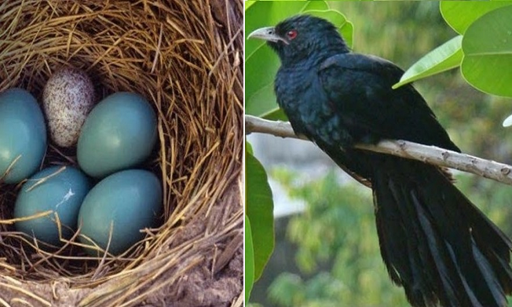 কোকিল কেন কাকের বাসায় ডিম পাড়ে?