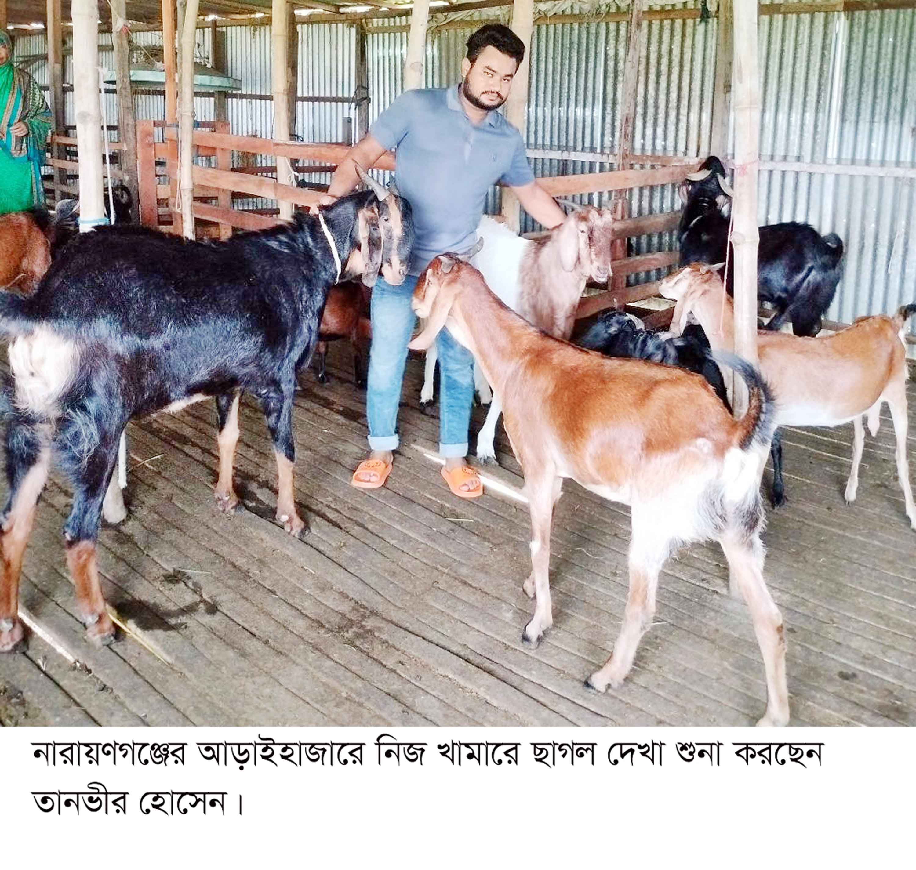 শখের বশে কেনা ছাগলে স্বাবলম্বী আড়াইহাজারের তানভীর