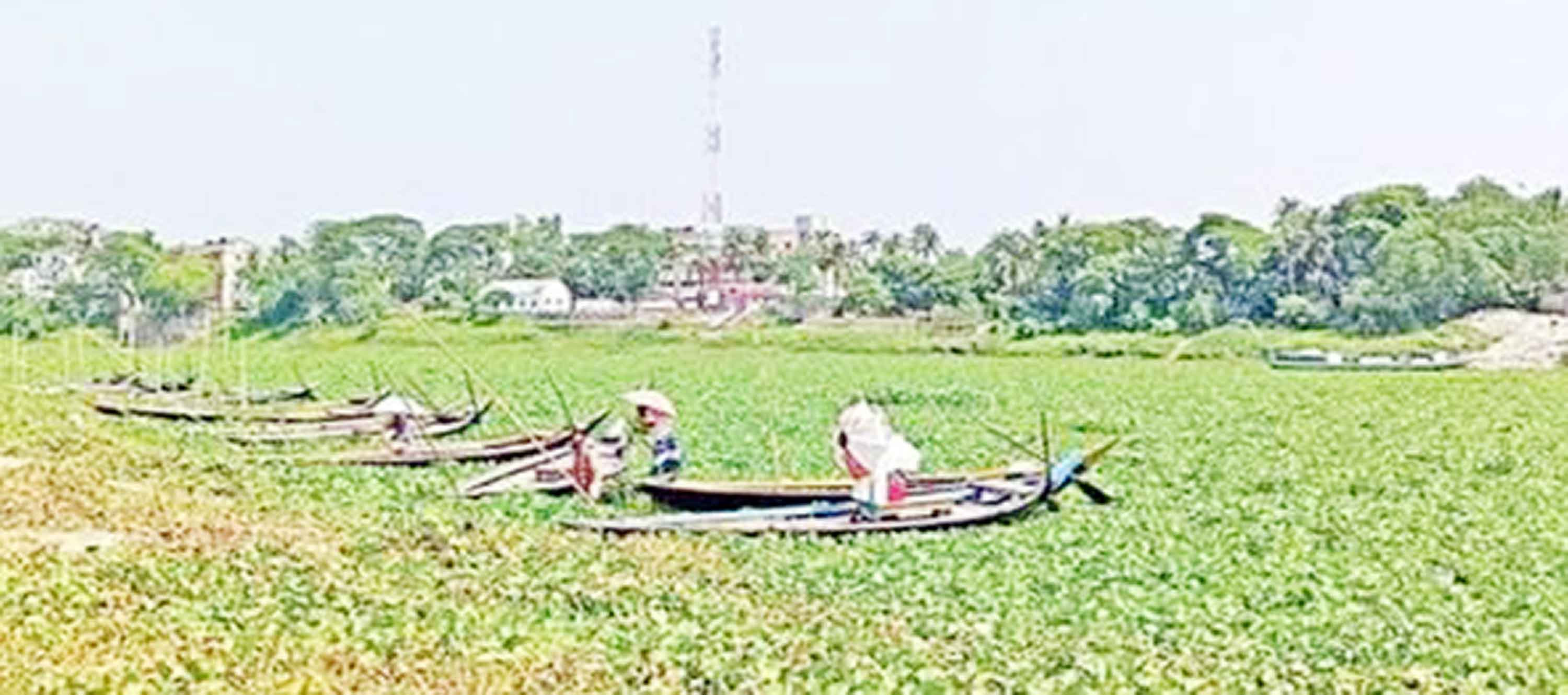 কাপাসিয়ায় শতবর্ষী খেয়াঘাটে কচুরিপানা জটে নৌ চলাচল বন্ধ