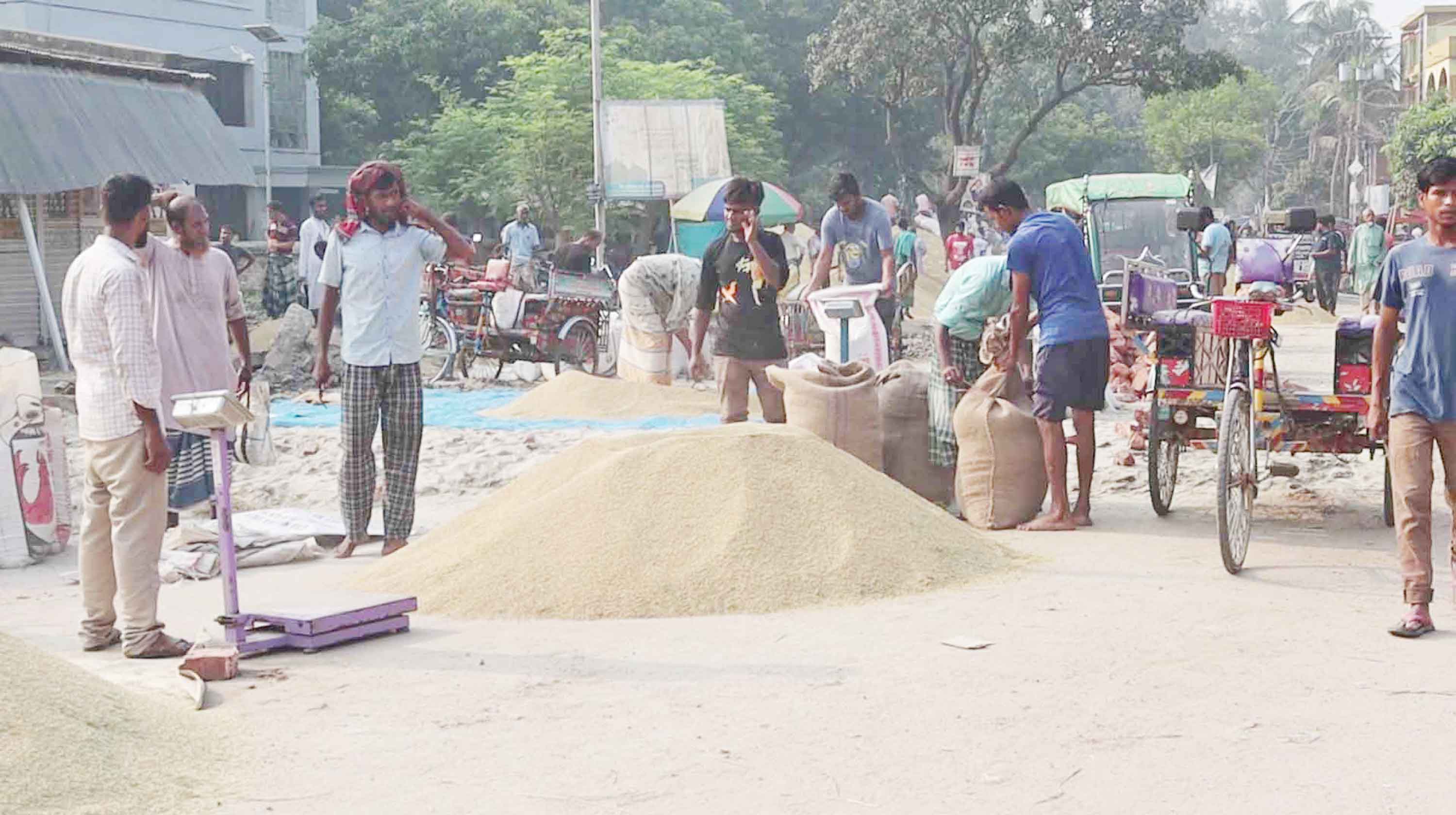 ধানের বাজার ব্যবসায়ীদের দখলে লোকসানের গ্যারাকলে চাষিরা