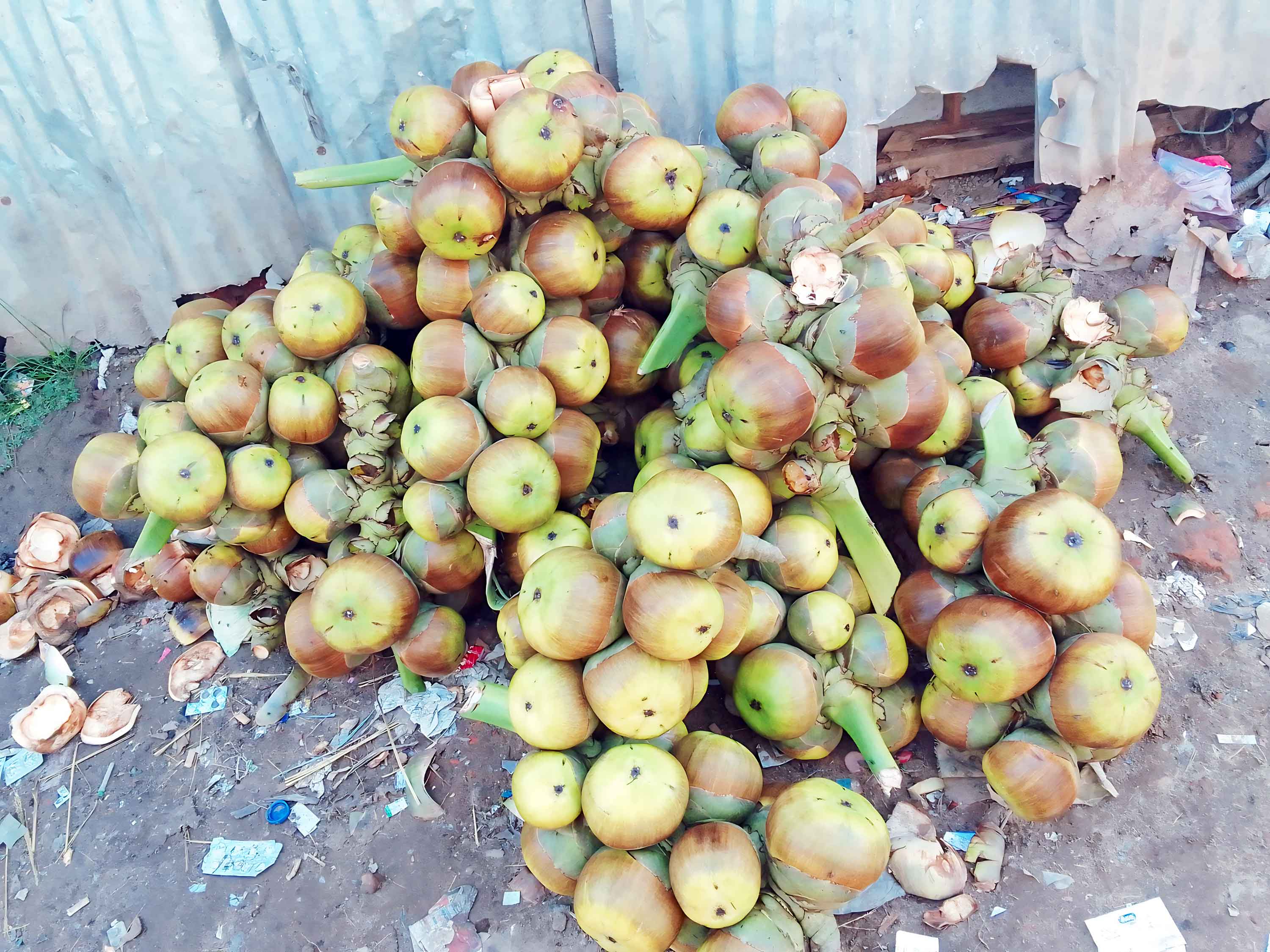 চুনারুঘাটে তৃষ্ণা মেটাচ্ছে তাল শাঁস, বেড়েছে চাহিদা
