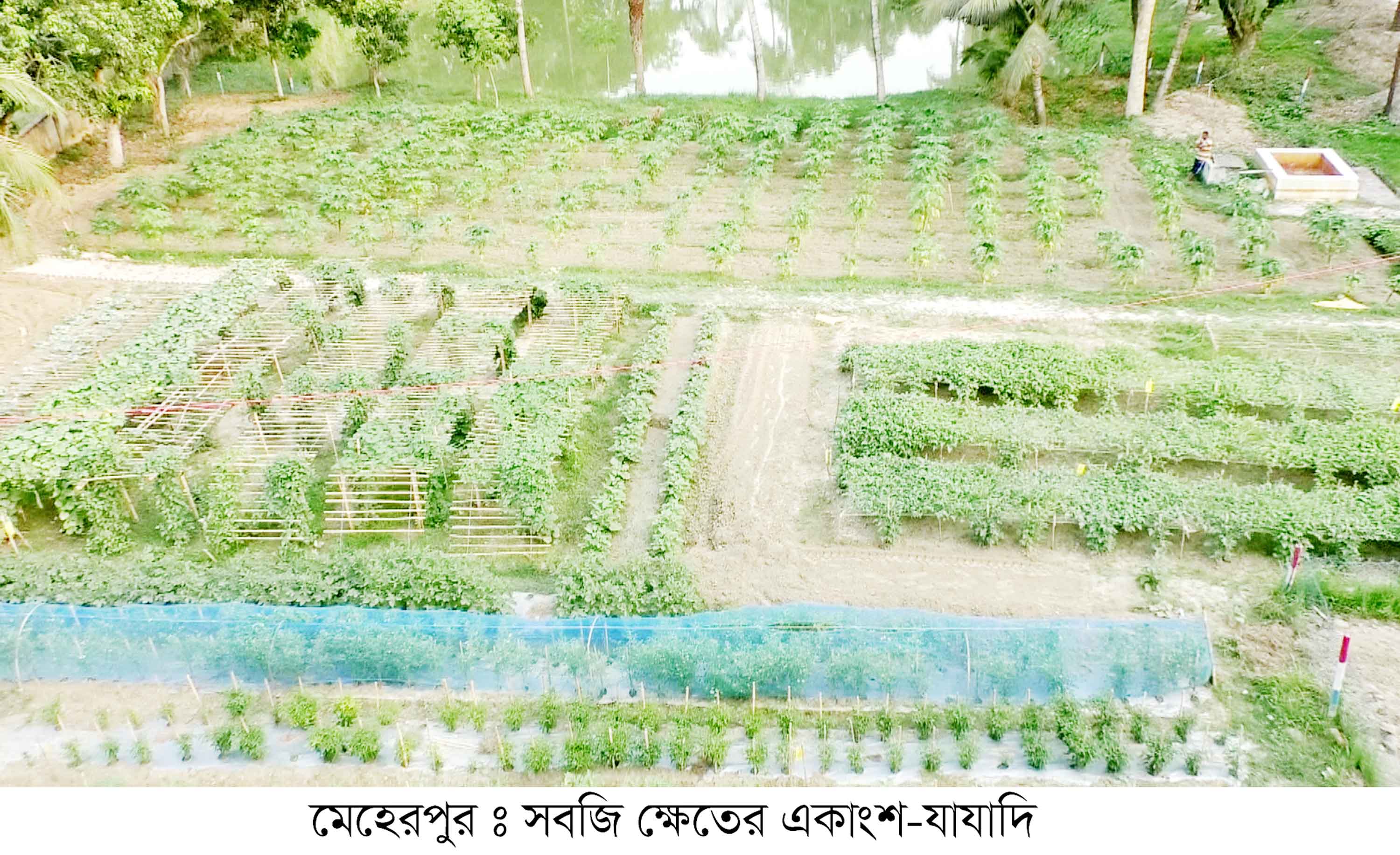 মেহেরপুরে পরিত্যক্ত জায়গা কাজে লাগিয়ে সবজি চাষ