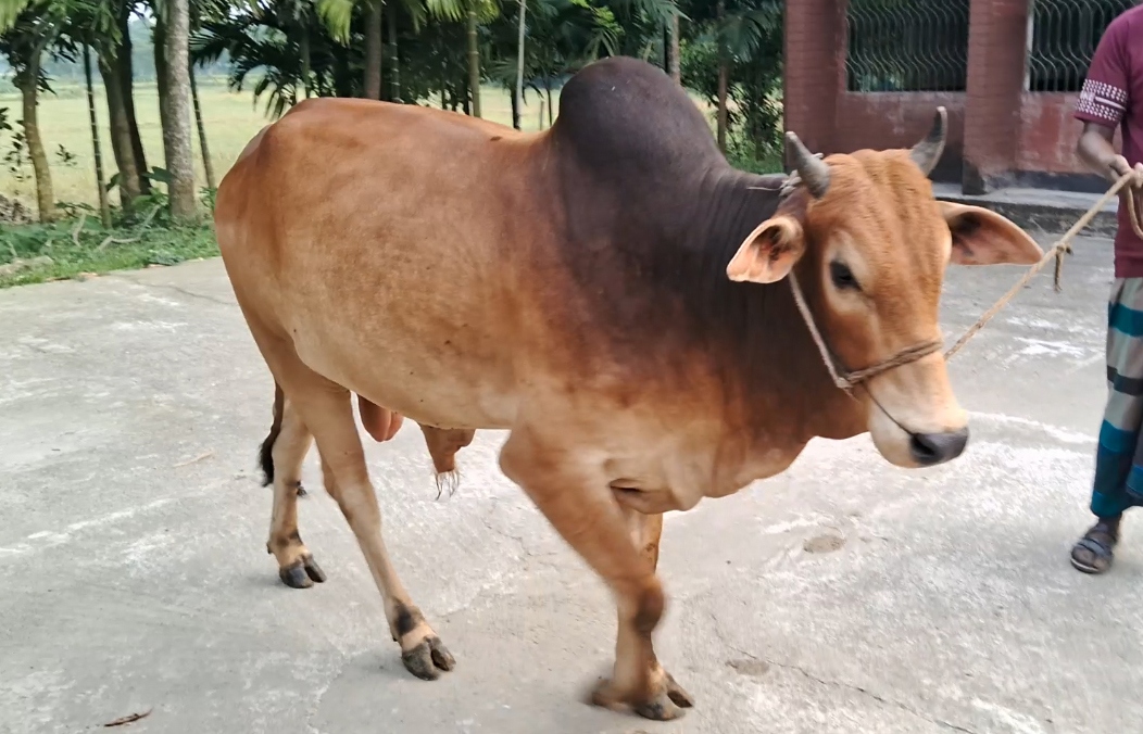 জগন্নাথপুরে এবার কোরবানির হাটে উঠবে 'শখের গরু'