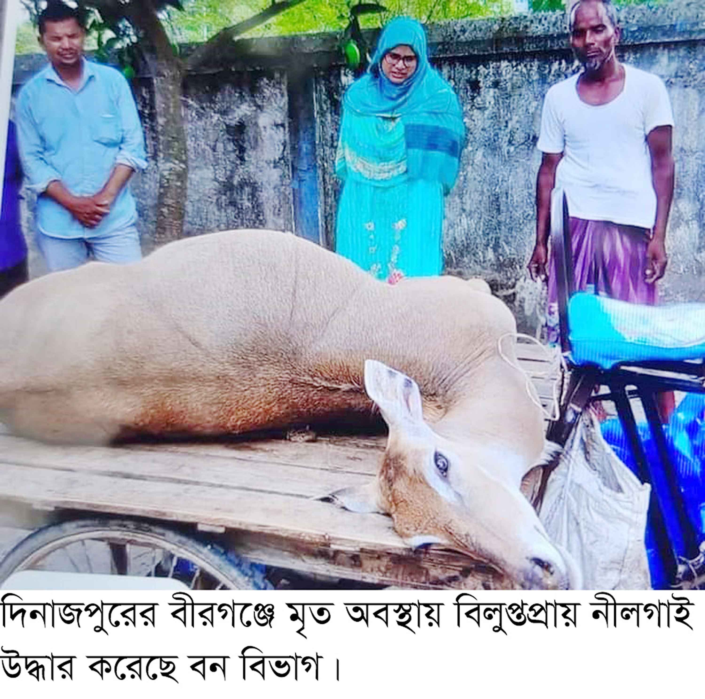 বীরগঞ্জে মৃত অবস্থায় বিলুপ্তপ্রায় নীলগাই উদ্ধার