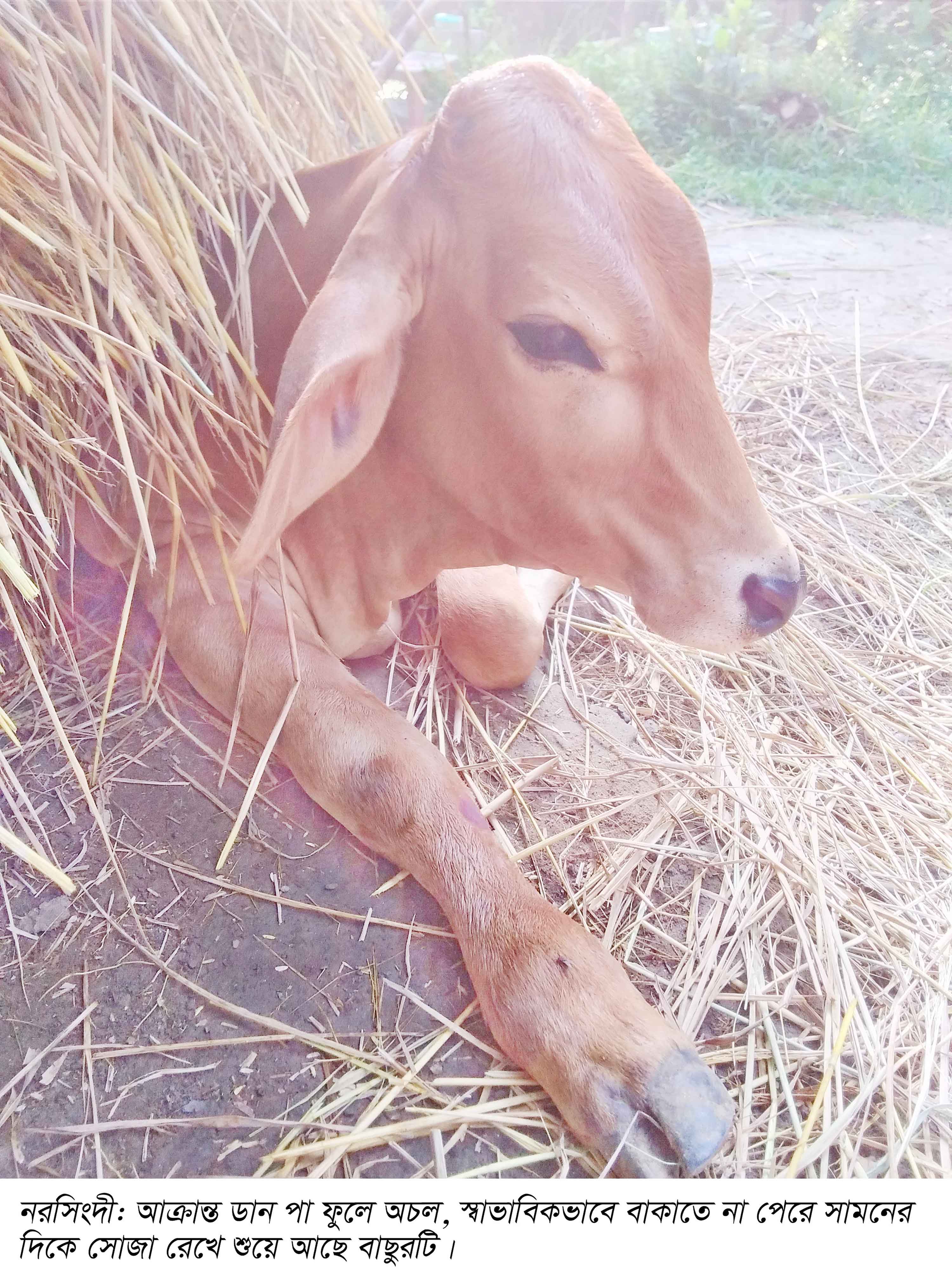 নরসিংদীতে বাড়ছে বাছুরের 'পা ফোলা' রোগ
