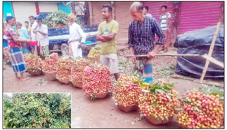 বিজয়নগরে লিচুর ভালো ফলন ২০ কোটি টাকা বিক্রির আশা