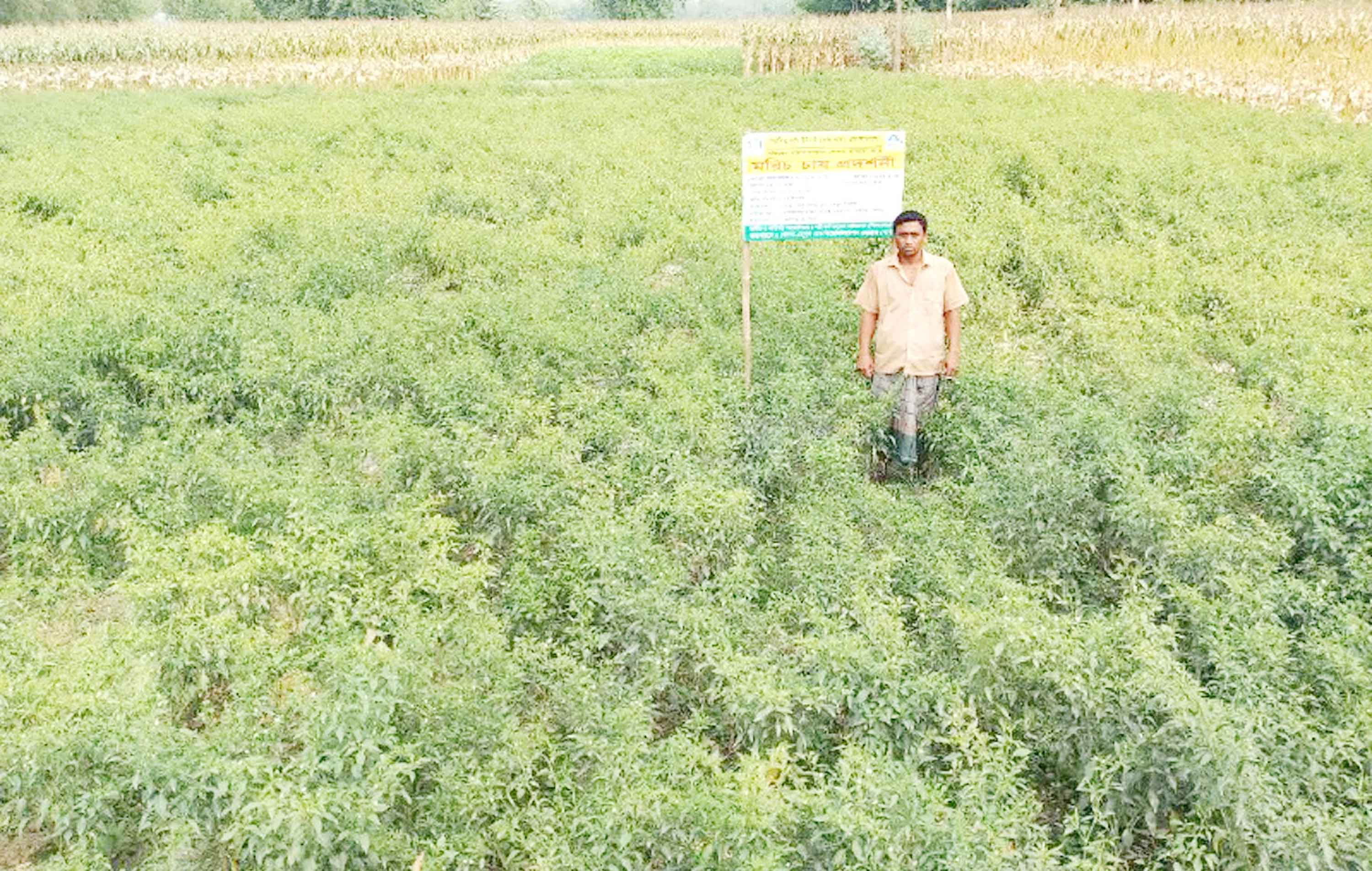 দেবীগঞ্জে মালচিং পেপার পদ্ধতিতে মরিচ চাষ